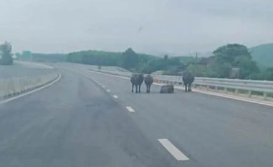 Hình ảnh đàn trâu xuất hiện trên cao tốc Hàm Nghi - Vũng Áng chiều 30/4.