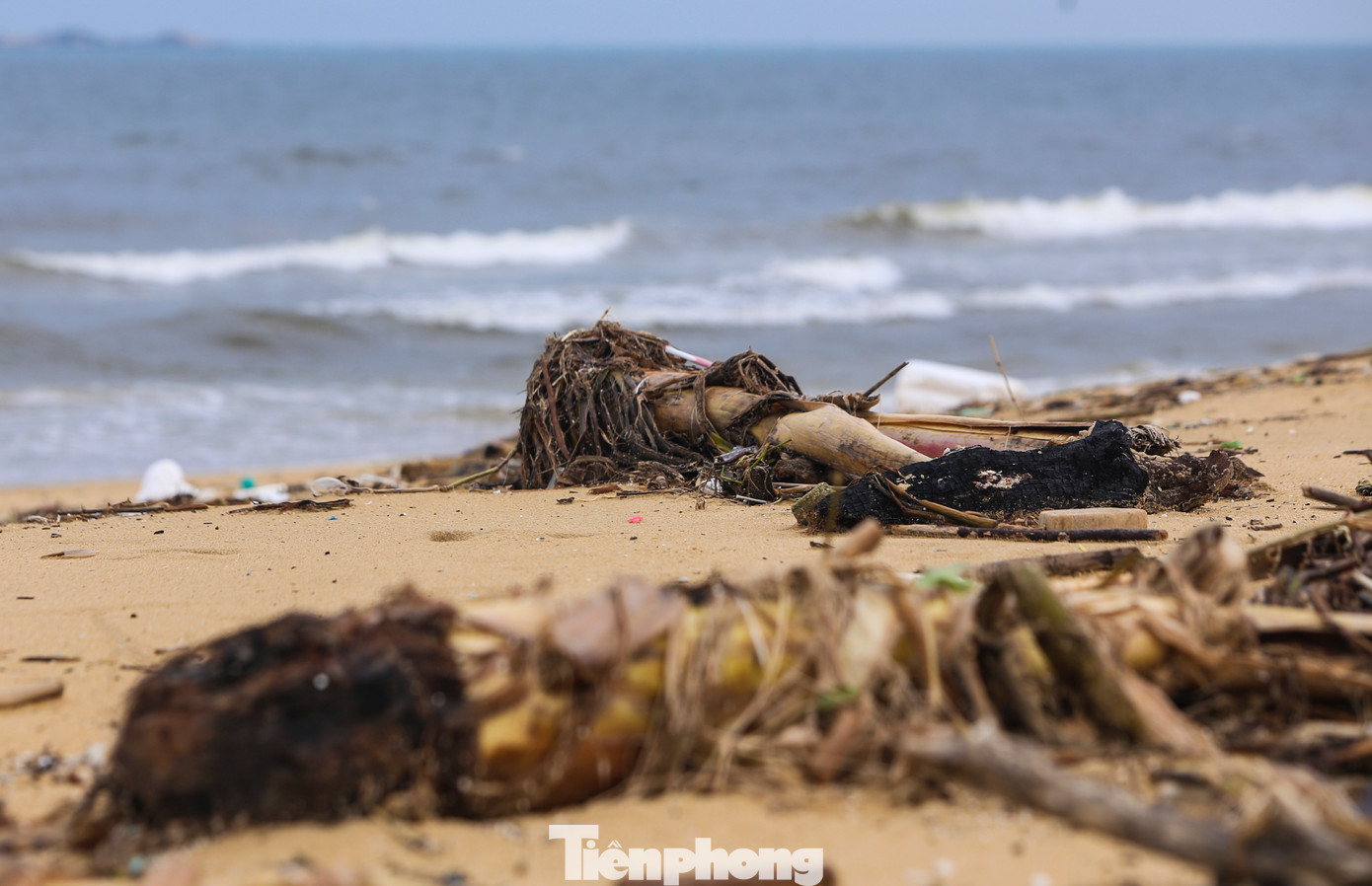 Những gốc chuối lớn bị sóng đánh dạt vào bờ.