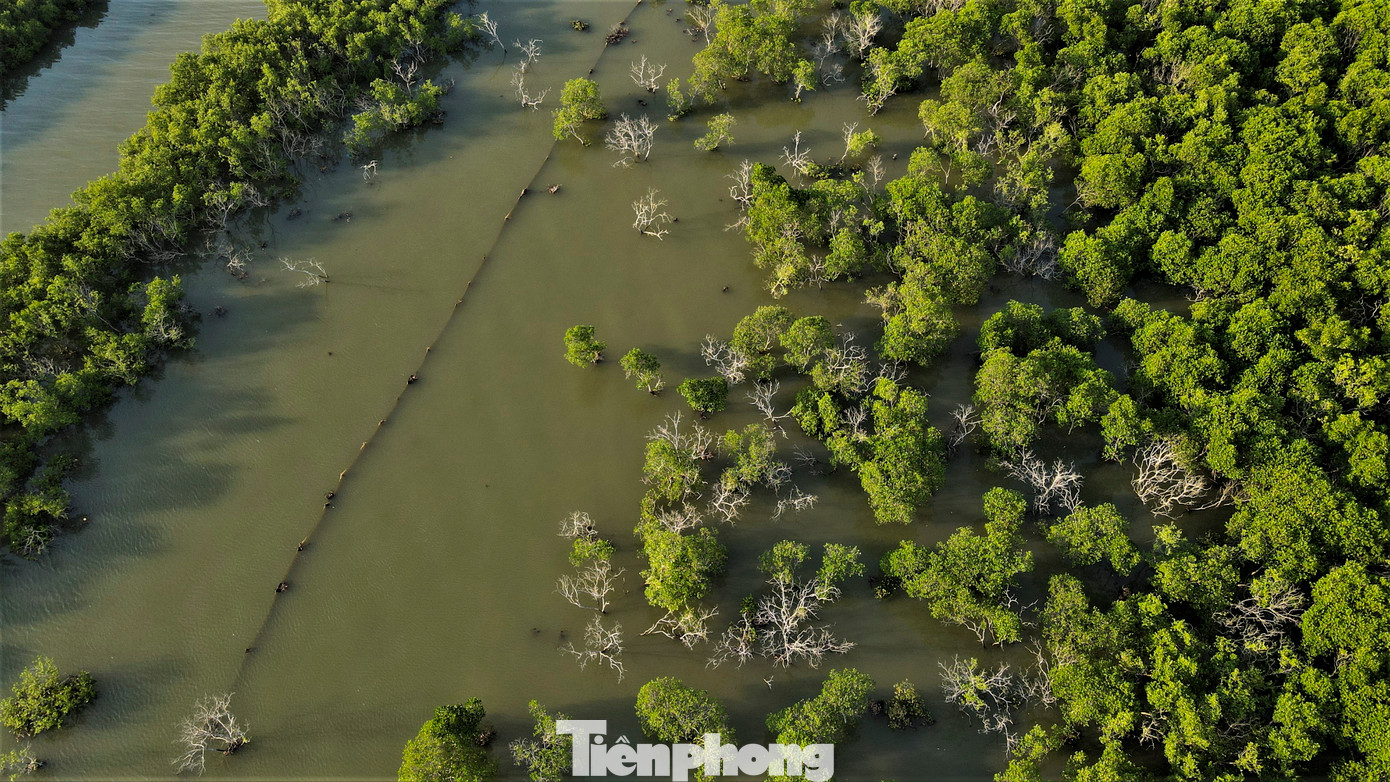 Do ảnh hưởng của yếu tố tự nhiên và con người khiến nhiều diện tích rừng ngập mặn ở Hà Tĩnh suy giảm.