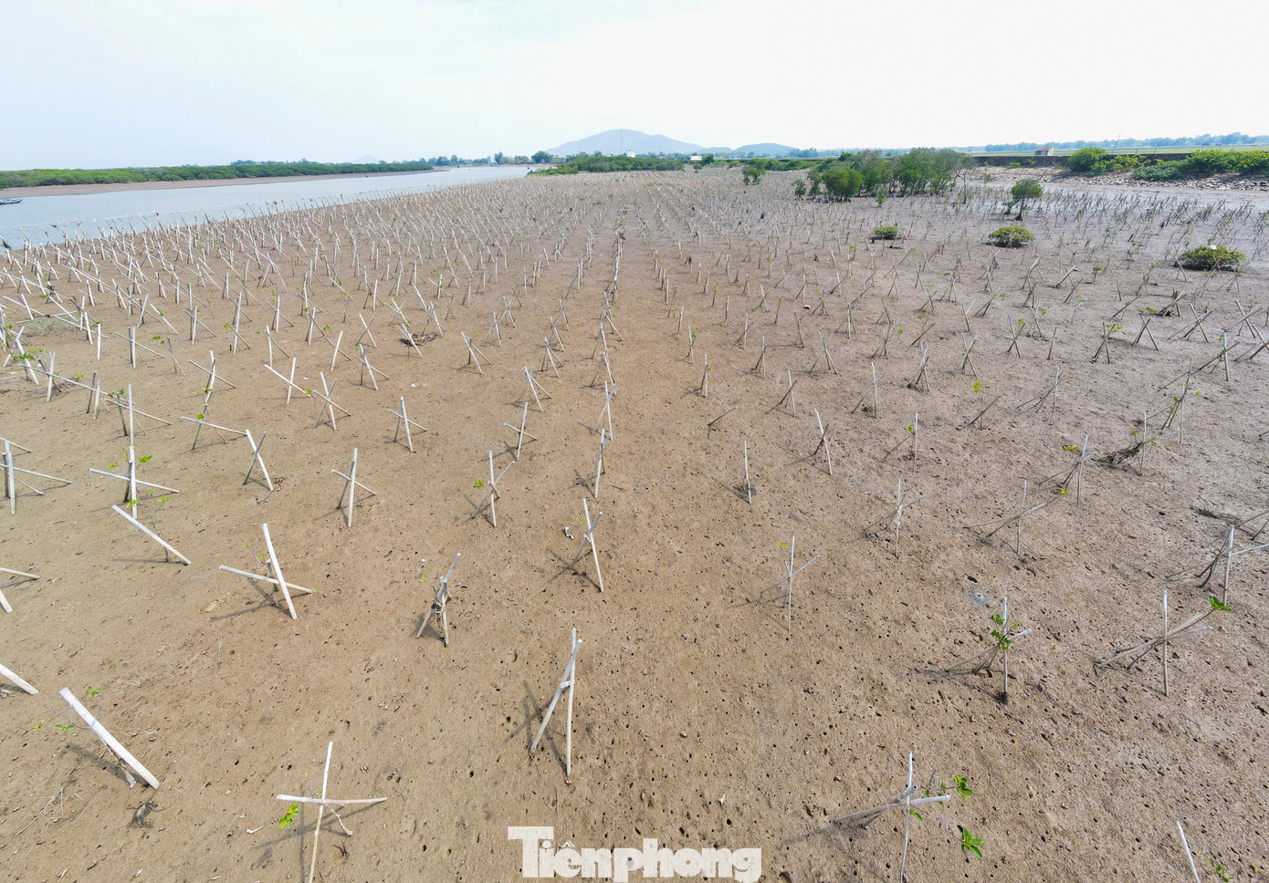Hàng năm, ngành chức năng Hà Tĩnh trồng mới thêm nhiều diện tích.