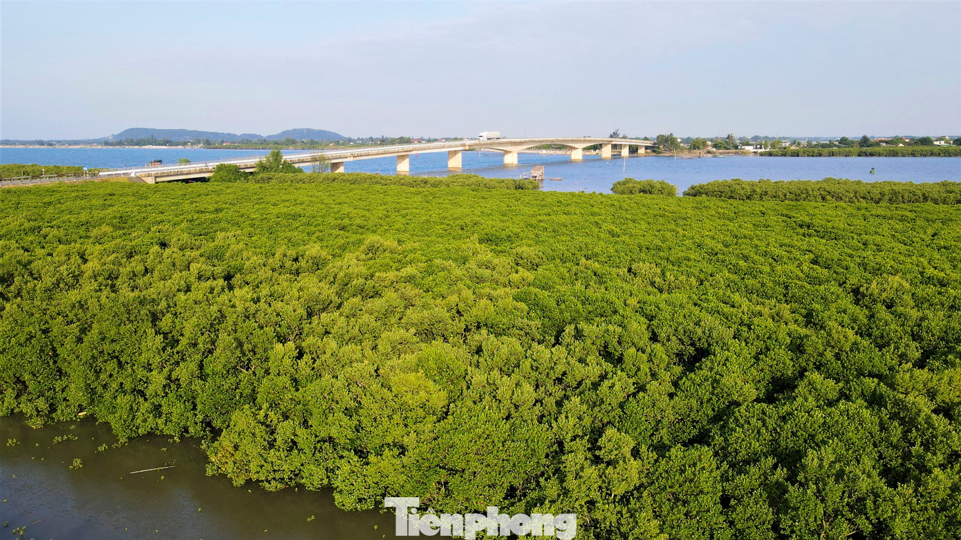 Các cánh rừng ngập mặn cao 0,6-3 m, trải dài hàng km.