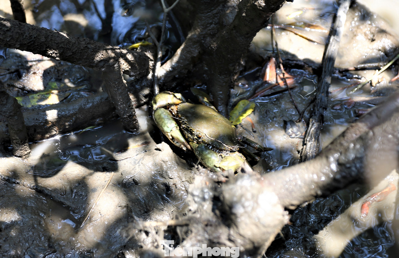 Những bộ rễ của đước, sú, vẹt cắm sâu xuống bãi bùn ven biển, trở thành nơi trú ngụ của nhiều loại như tôm, cua.