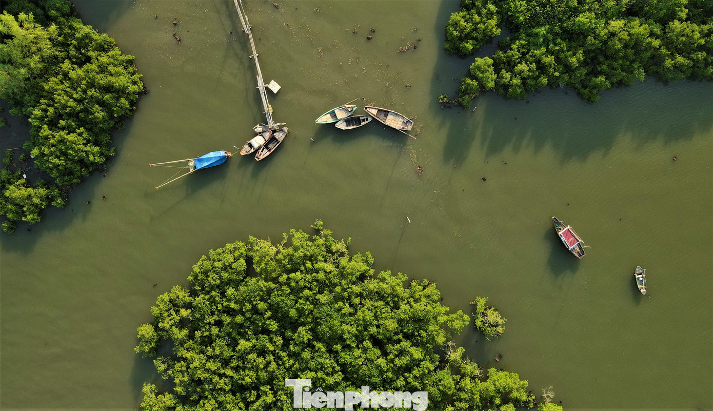 Những cánh rừng ngập mặn trở thành tấm khiên bảo vệ, giúp tàu thuyền tránh trú trước những cơn bão.