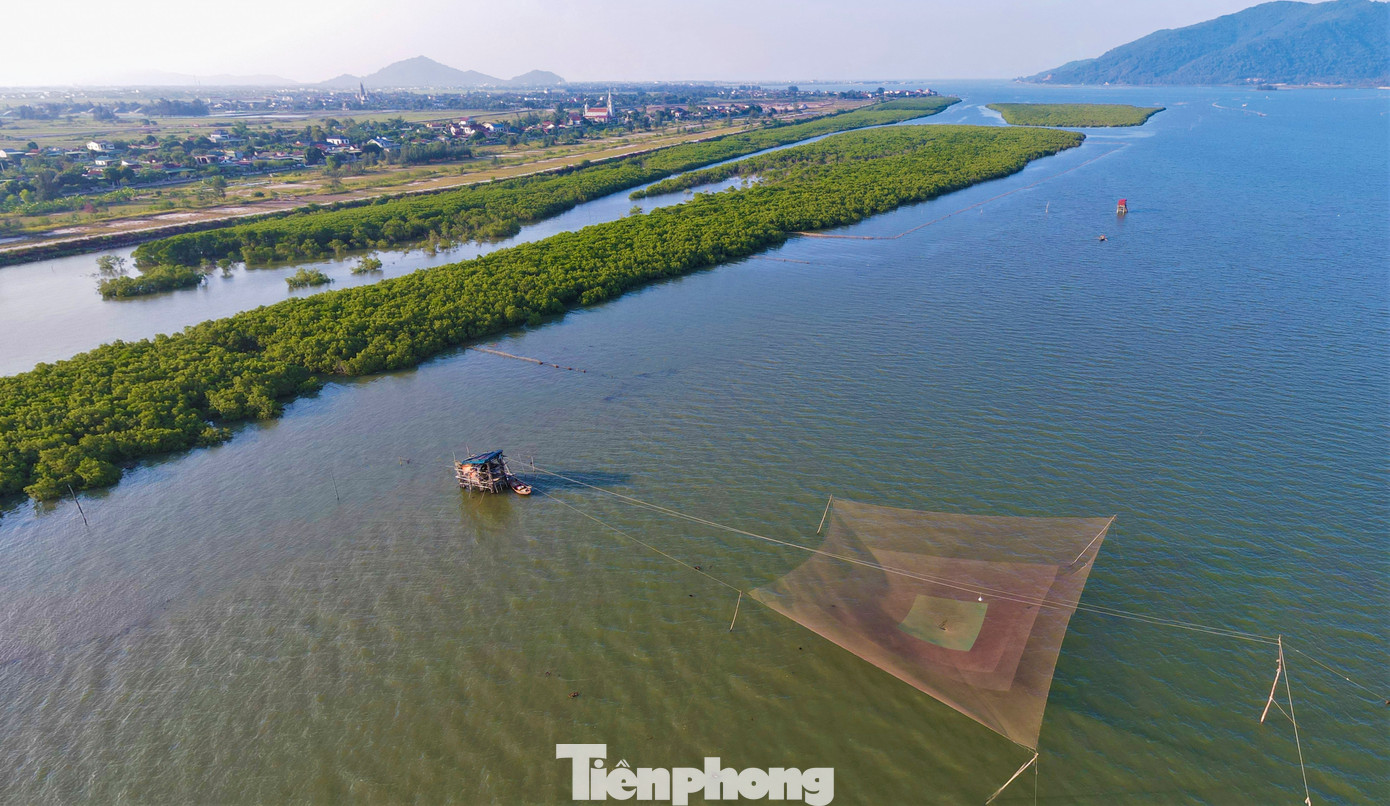 Ông Văn Thành Đô, Chủ tịch UBND thị trấn Lộc Hà (huyện Lộc Hà) cho biết trên địa bàn có hơn 95ha rừng phòng hộ ven biển, chủ yếu được trồng các loài cây rừng ngập mặn như đước, vẹt, bần.