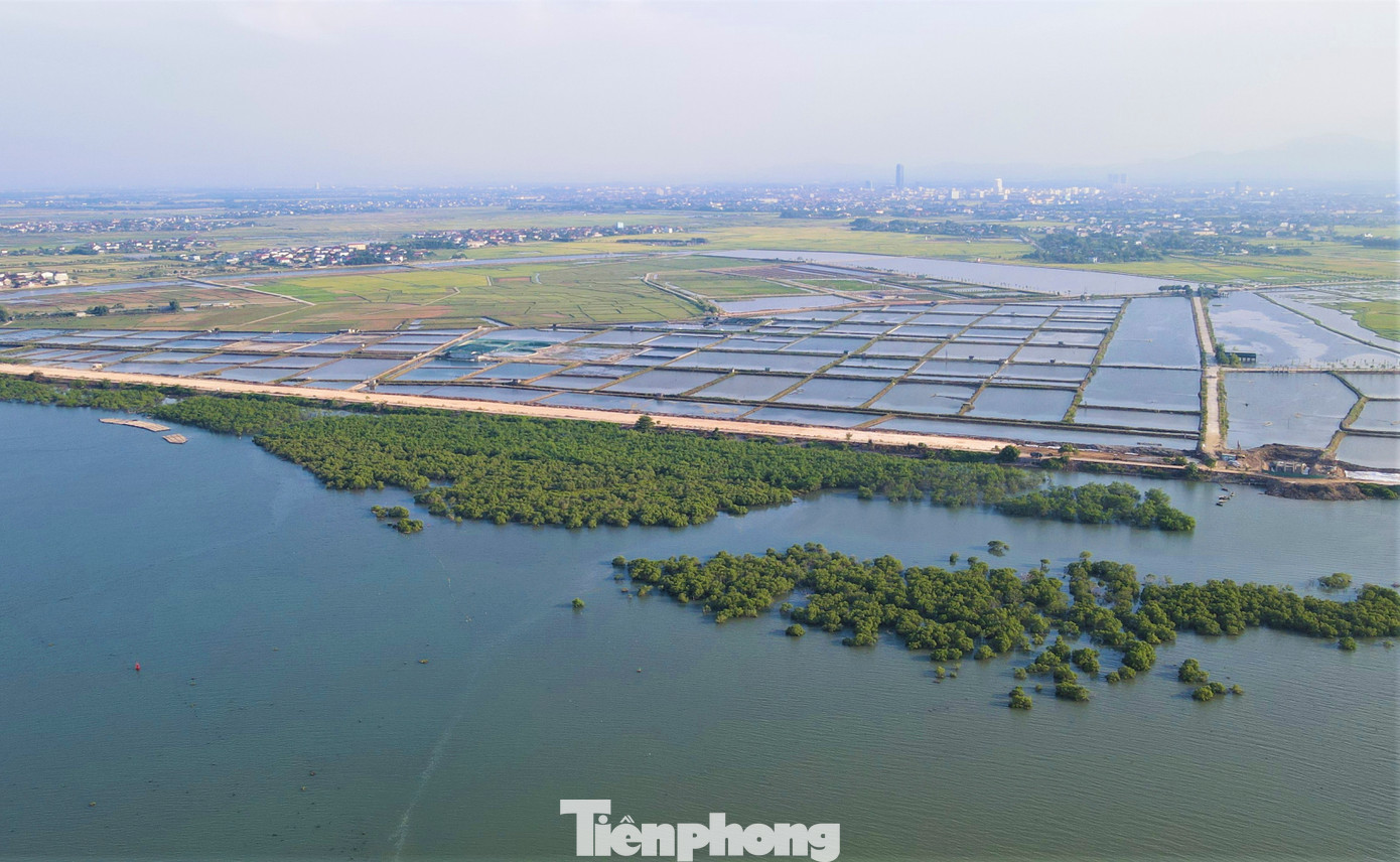 “Rừng ngập mặn ven biển có vai trò quan trọng trong việc bảo vệ các tuyến đê, hạn chế xói lở. Dưới tán rừng còn có các loại tôm, cua, hải sản giúp người dân trang trải cuộc sống. Rừng cây xanh tốt còn thu hút nhiều loài chim về trú ngụ”, ông Đô cho hay.