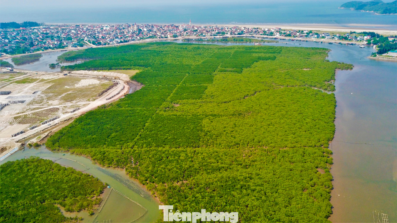 Hà Tĩnh có hơn 700ha rừng ngập mặn, tập trung dọc cửa sông các huyện Nghi Xuân, Lộc Hà, Cẩm Xuyên, Kỳ Anh...