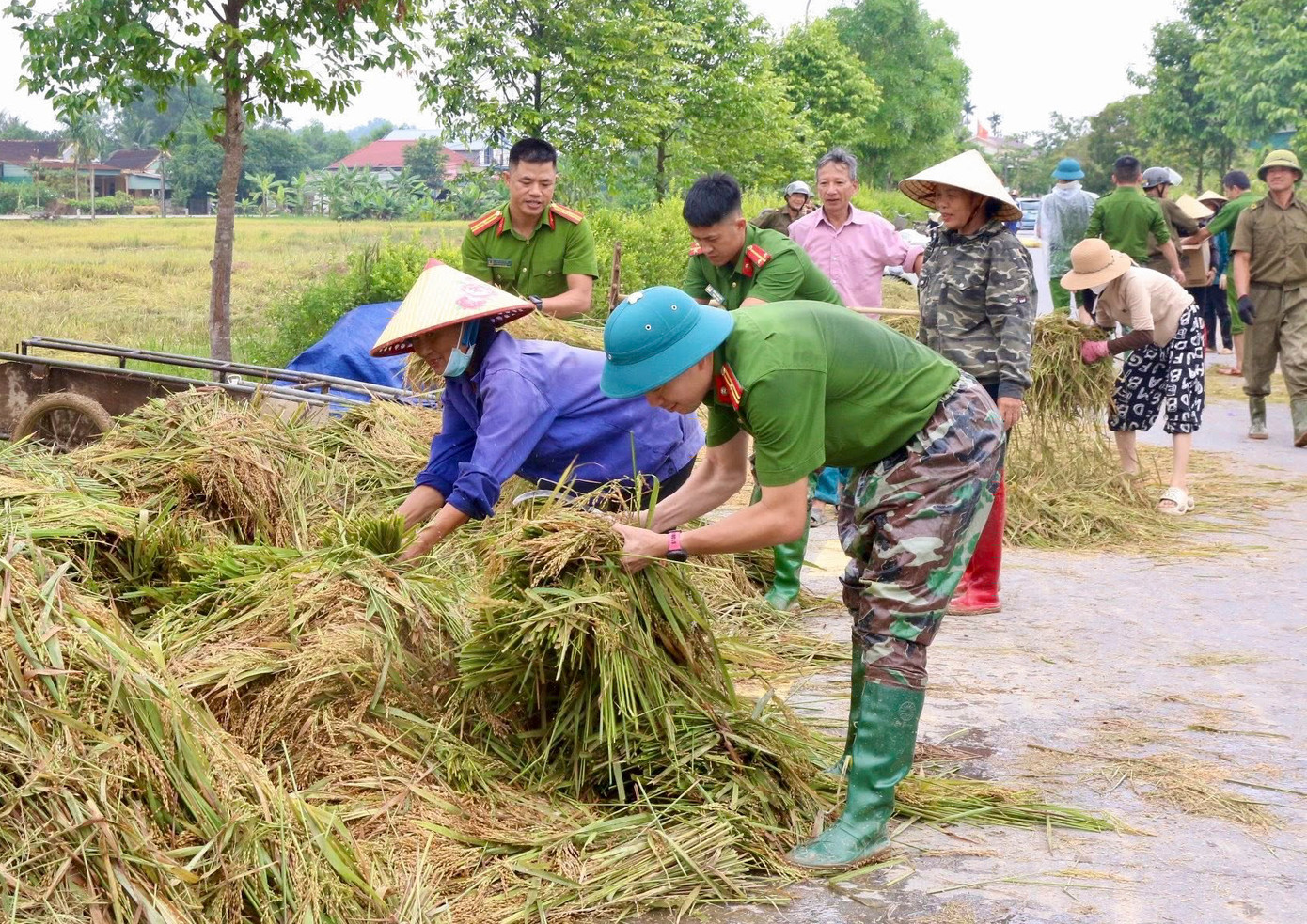 Không chỉ giúp bà con gặt lúa, lực lượng Công an còn hỗ trợ vận chuyển lúa về nhà dân, kê bạt phơi lúa, giúp dân ổn định đời sống sau thiên tai. Cùng với lực lượng Công an chính quy, trên những cánh đồng ở Hà Tĩnh lực lượng Công an viên và tổ bảo vệ dân phố, dân quân tự vệ cũng được huy động tối đa. Nhiều người vừa trực đảm bảo an ninh trật tự, vừa tranh thủ thời gian xuống đồng hỗ trợ bà con thu hoạch. Trong ảnh là cán bộ, chiến sĩ Công an xã Thạch Ngọc (huyện Thạch Hà) hỗ trợ người dân gặt, vận chuyển lúa về nhà.