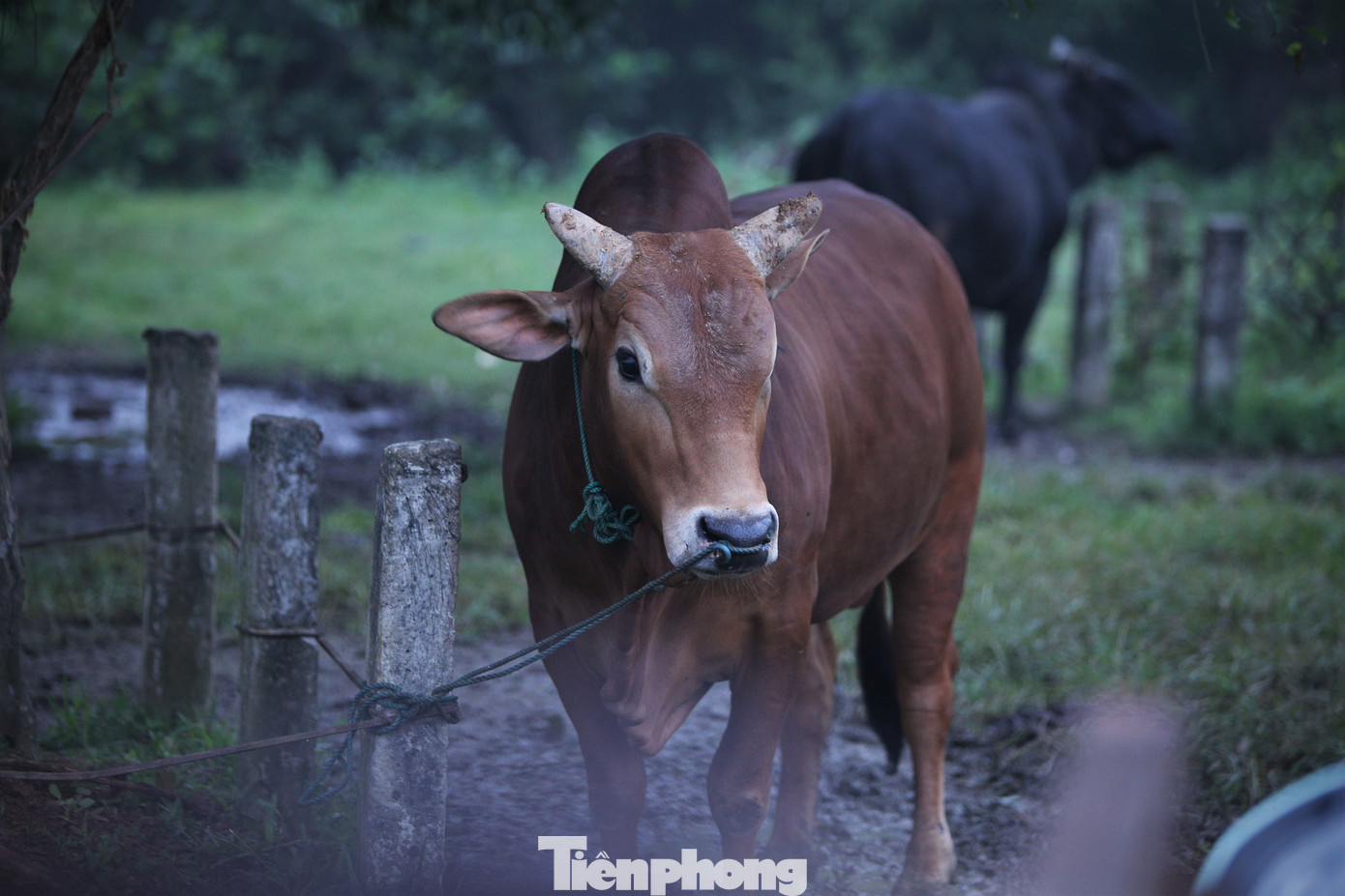 Mỗi phiên chợ sẽ có khoảng 200 con trâu, bò. Theo các lái buôn, mấy năm qua, trâu rớt giá khiến việc mua bán khó khăn nên họ chỉ mang bò đến phiên chợ này để giao dịch.