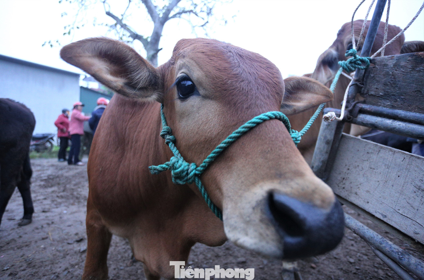 Mỗi phiên chợ sẽ có khoảng 200 con trâu, bò. Theo các lái buôn, mấy năm qua, trâu rớt giá khiến việc mua bán khó khăn nên họ chỉ mang bò đến phiên chợ này để giao dịch.
