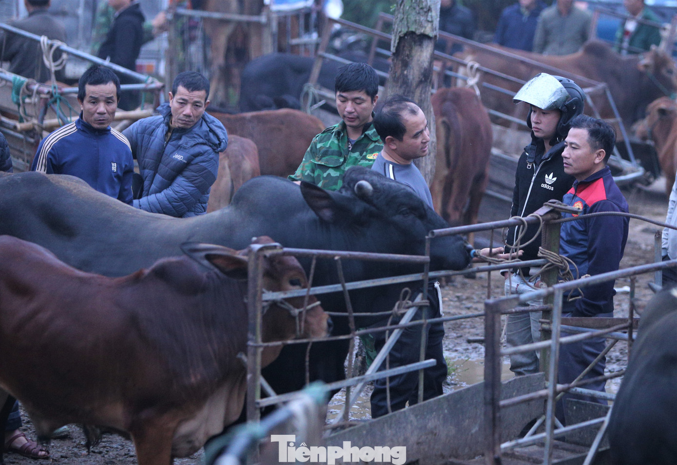 Người mua kẻ bán tụm lại thành từng nhóm, trao đổi giá cả. Việc mua bán diễn ra nhanh chóng, vui vẻ.