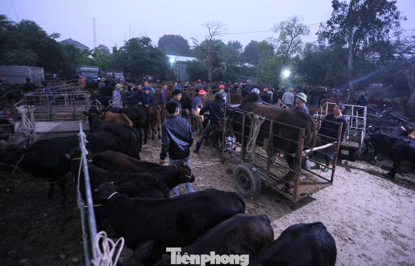 Những ngày cuối năm, từ tờ mờ sáng, tại các ngả đường, hàng trăm con trâu, bò được dắt vào khu chợ mua bán, tấp nập cả một vùng quê.