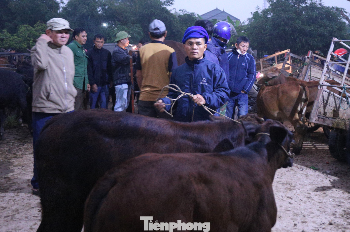 Những người đàn ông dắt trâu bò vào khu vực chợ Nhe, tìm chỗ để cột trâu bò và bắt đầu công việc mua bán.