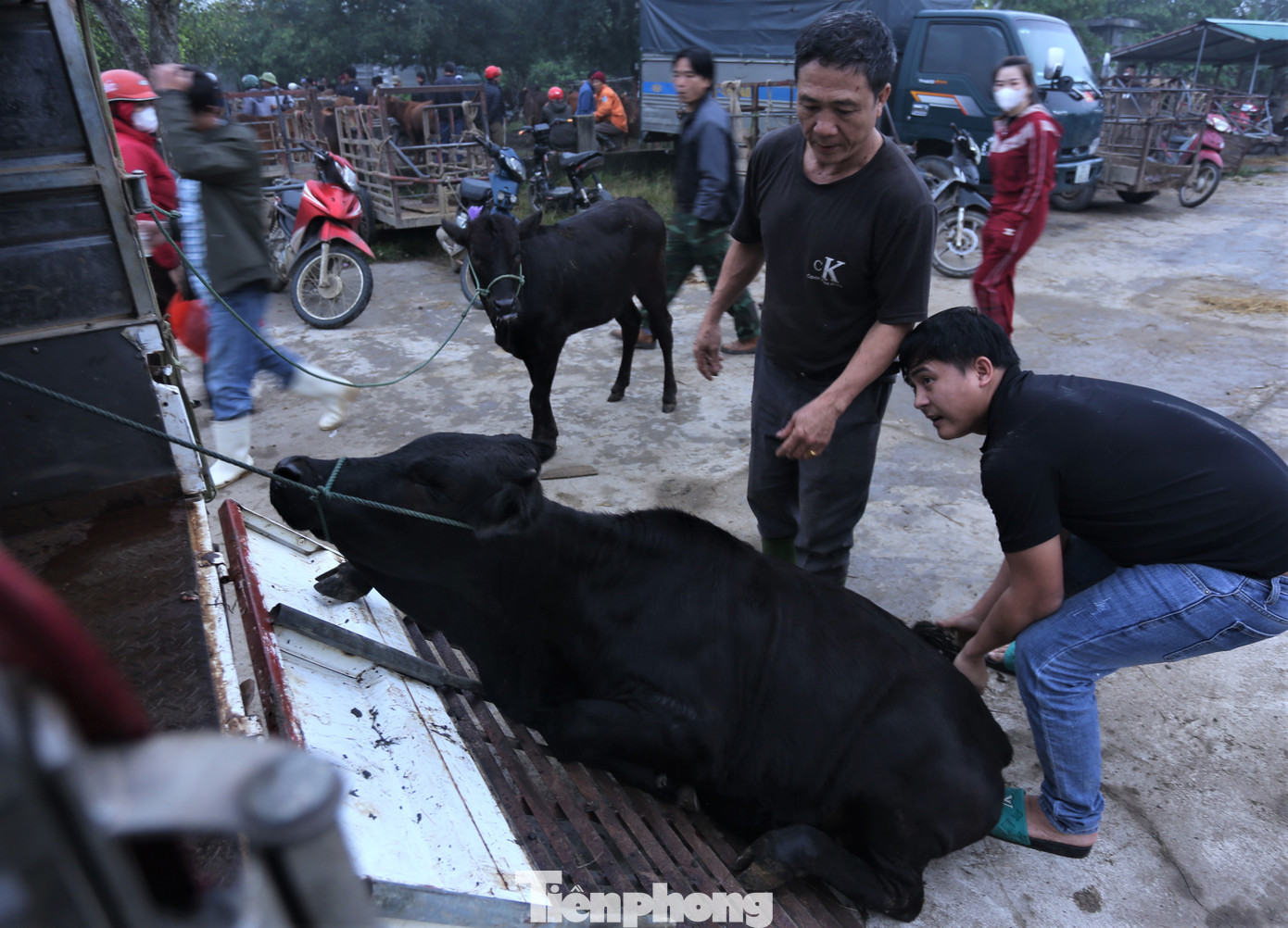 Những con bò được chủ nhân đưa lên xe tải để chở về nhà. Mỗi phiên chợ có ít nhất 5 chiếc xe tải hoặc xe kéo đỗ ở chợ để chở số lượng trâu, bò khi mua bán xong về chăm sóc hoặc bán lại cho người khác.