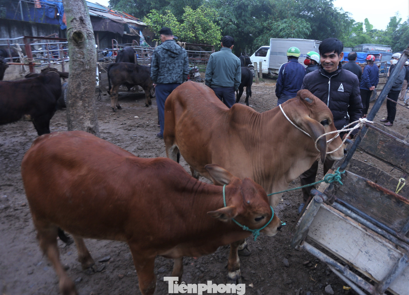 Người dân địa phương cho biết, chợ Nhe có cả trăm năm, trước thường mua bán xe đạp, hàng gia dụng. Việc mua bán nhộn nhịp nên lái buôn sau đó mang lợn, trâu, bò đến khu vực này buôn bán.