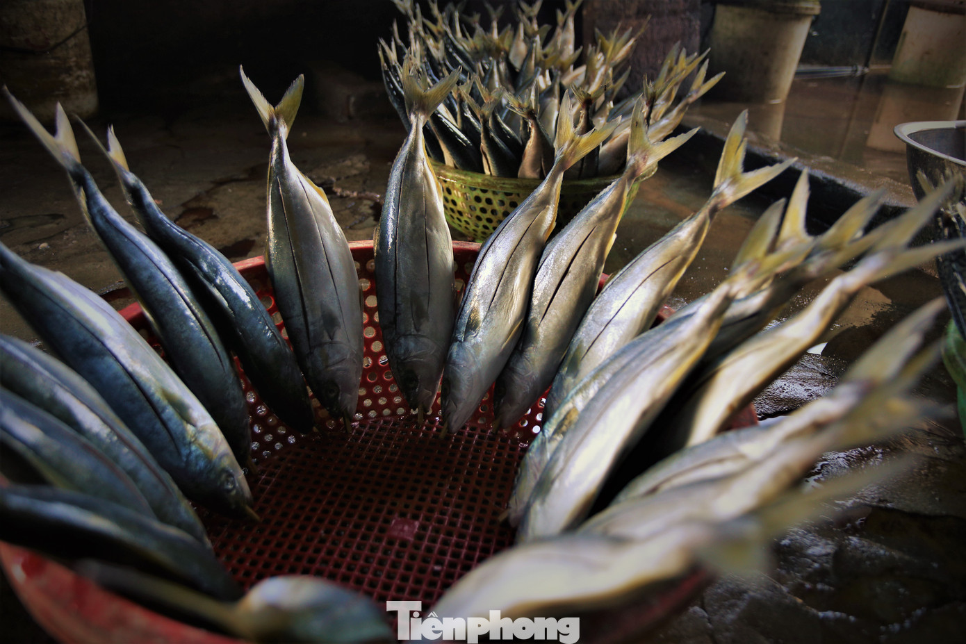 Cá nướng có nhiều loại với đầy đủ kích cỡ. Trong đó, chủ yếu là loại cá thu, cá nục hoa, cá nục chuối, cá bạc má, cá trích, cá cơm, cá đục, cá chim biển…, được đánh bắt ở vùng biển các tỉnh: Thanh Hóa, Nghệ An, Hà Tĩnh, Quảng Bình.