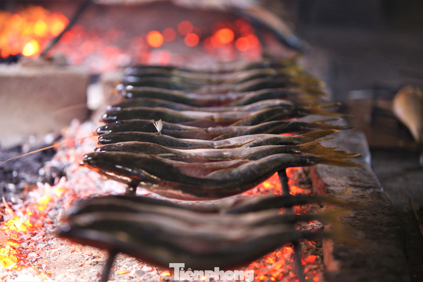 Mỗi mẻ cá nướng cần điều chỉnh lửa, than đỏ đủ độ trong khoảng 10-15 phút. Lúc thấy thân cá chín vàng đều, vảy hơi cháy sém, mỡ cá chảy ra, mùi thơm ngào ngạt.