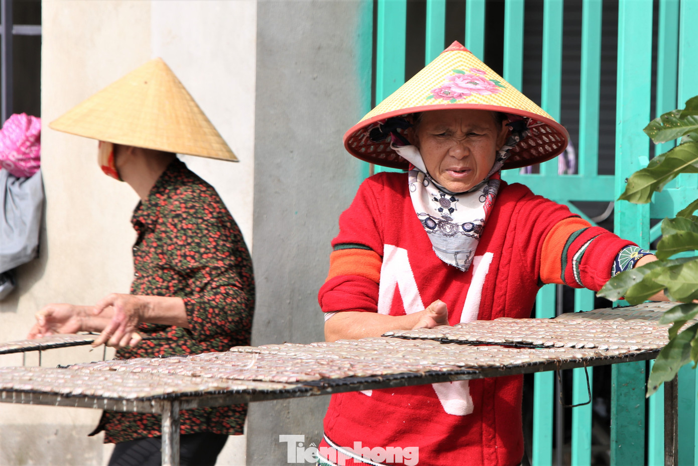 Cá nướng có nhiều loại với đầy đủ kích cỡ. Trong đó, chủ yếu là loại cá thu, cá nục hoa, cá nục chuối, cá bạc má, cá trích, cá cơm, cá đục, cá chim biển…, được đánh bắt ở vùng biển các tỉnh: Thanh Hóa, Nghệ An, Hà Tĩnh, Quảng Bình.