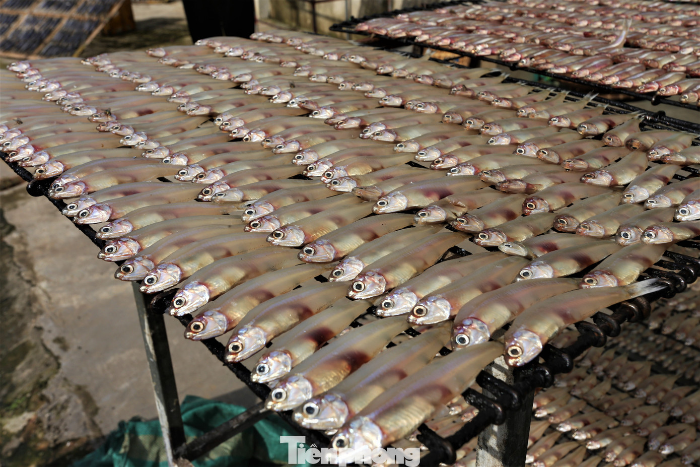 Cá nướng có nhiều loại với đầy đủ kích cỡ. Trong đó, chủ yếu là loại cá thu, cá nục hoa, cá nục chuối, cá bạc má, cá trích, cá cơm, cá đục, cá chim biển…, được đánh bắt ở vùng biển các tỉnh: Thanh Hóa, Nghệ An, Hà Tĩnh, Quảng Bình.