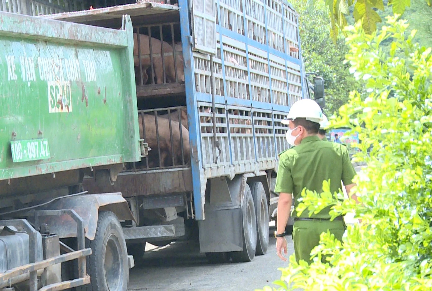 Xe tải chở 180 con lợn, tương đương 18 tấn lợn nhiễm dịch.