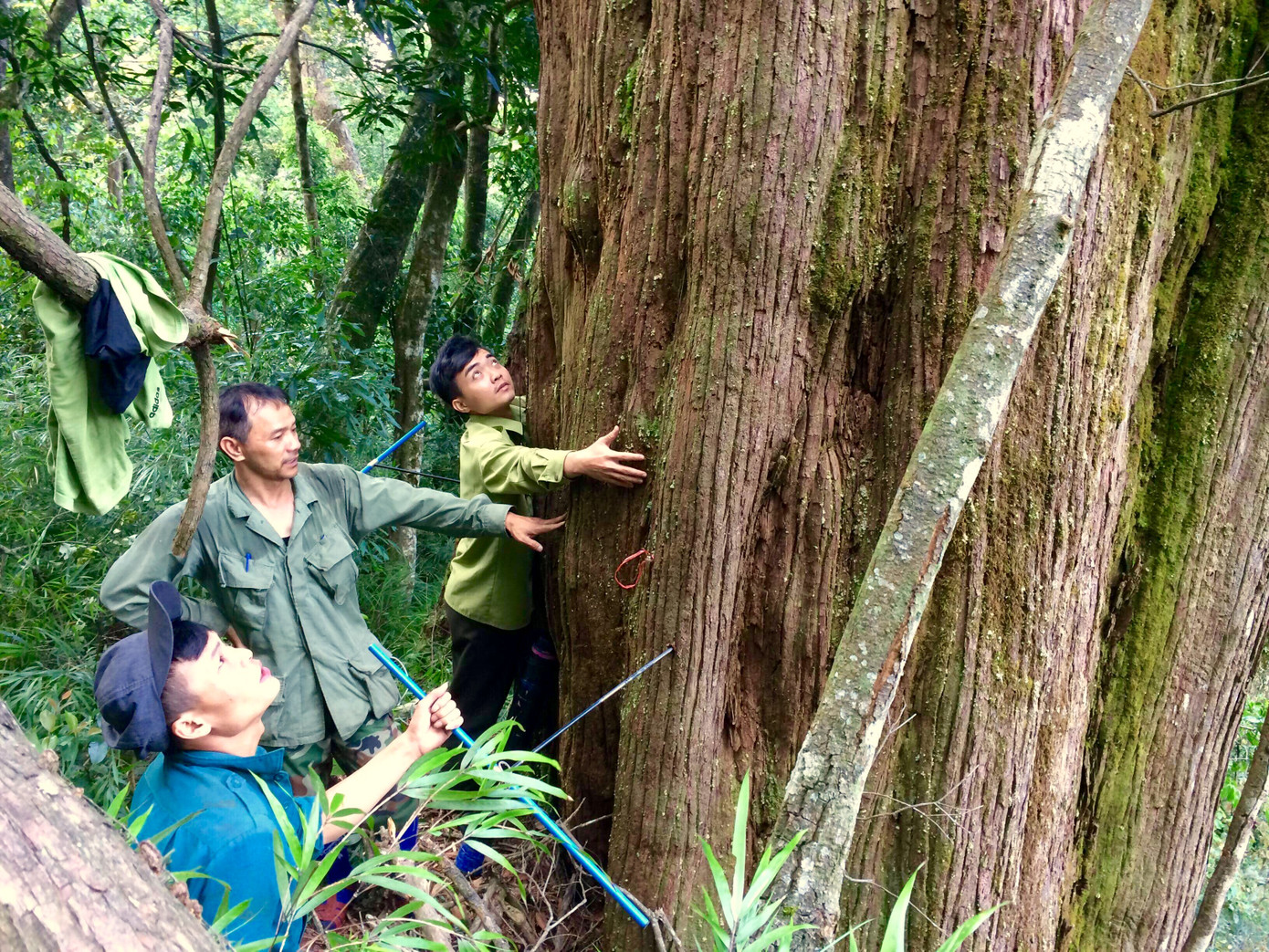 Với diện tích rừng tự nhiên hơn 57.000ha, VQG Vũ Quang được xác định là vùng sinh thái có mức độ ưu tiên toàn cầu và có giá trị quan trọng trong việc bảo tồn đa dạng sinh học cho cả Việt Nam và khu vực ASEAN.