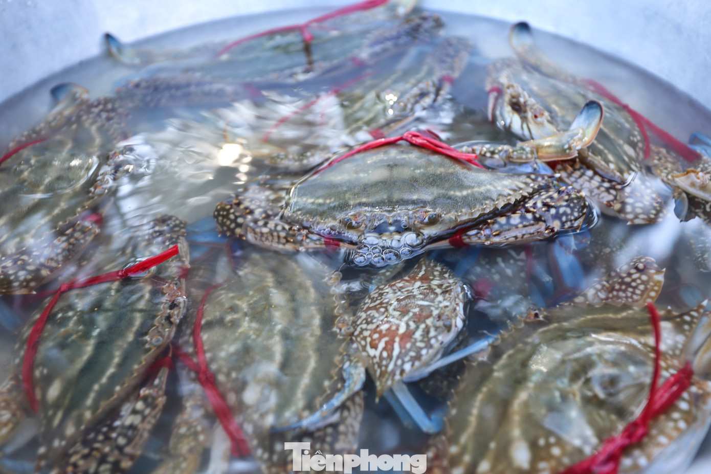 “Sau nhiều ngày mưa rét, tranh thủ trời hửng nắng, chúng tôi ra khơi từ đầu giờ chiều đến sáng hôm sau cũng thu được lượng lớn ghẹ. Ghẹ tươi ngon nên rất được giá, bình quân 80.000-250.0000 đồng/kg (tùy loại)”, ông Thắng (56 tuổi) cho hay.