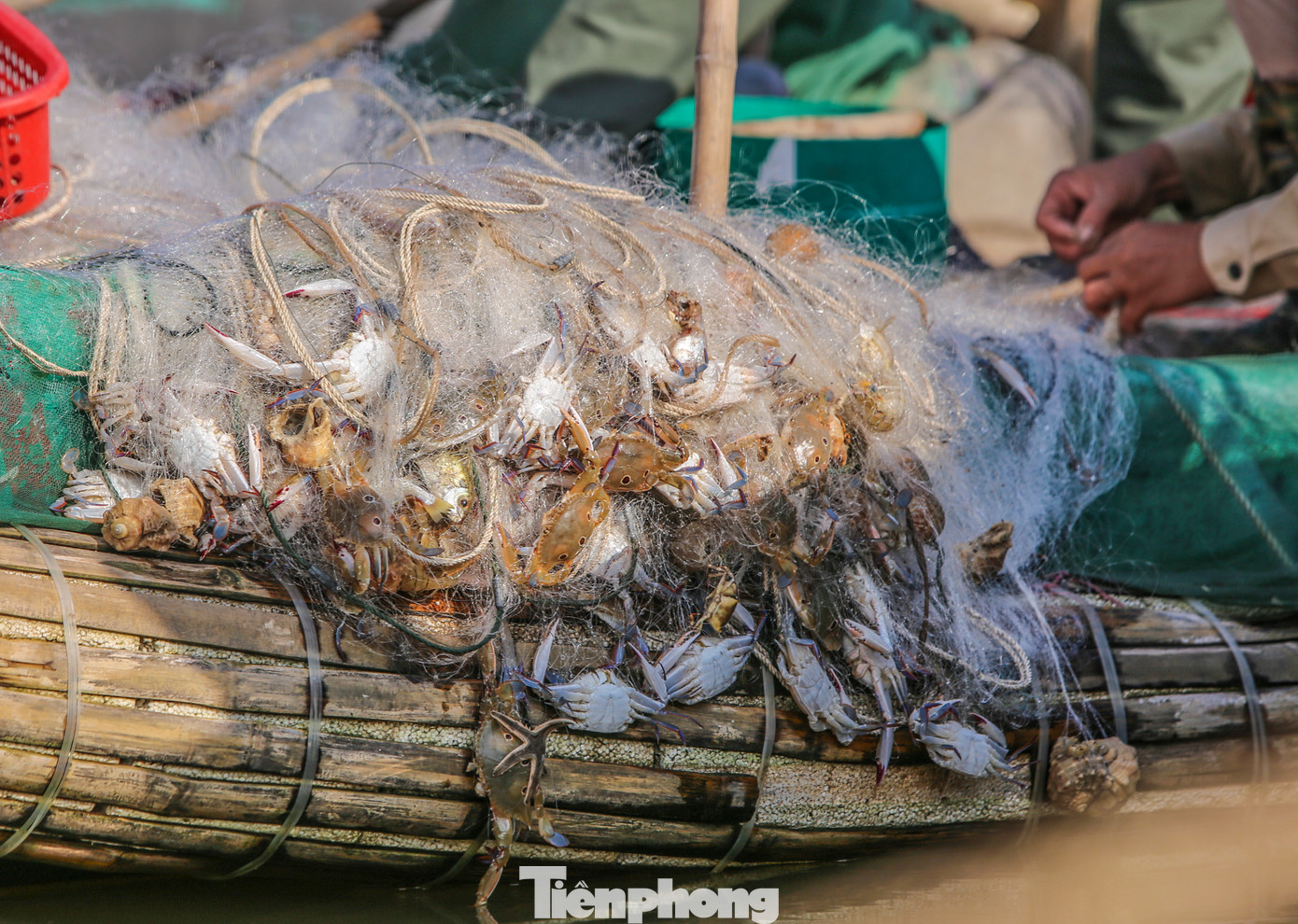 Những mẻ hải sản tươi rói được ngư dân nhanh chóng vận chuyển lên bờ, kịp bán cho thương lái.