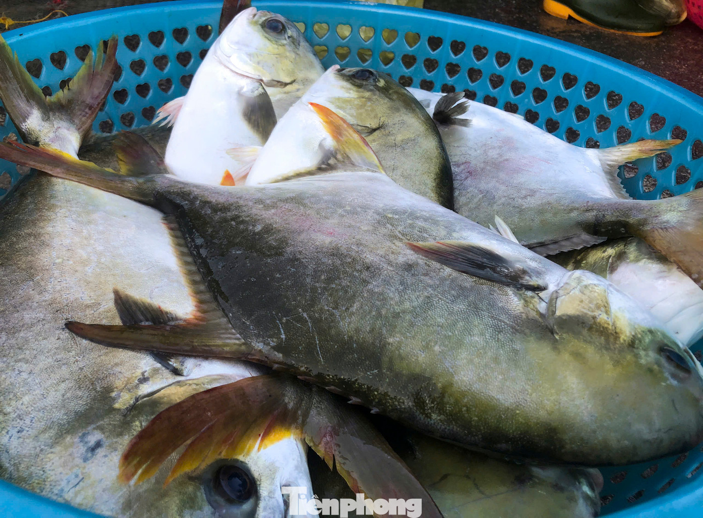 “Hải sản chủ yếu đánh bắt gần bờ bằng thả lưới hay kéo lưới rùng. Cuối năm nên giá tôm, cá tăng cao hơn nên mỗi chuyến biển, trừ chi phí cũng kiếm được tiền triệu”, một ngư dân xã Thạch Kim chia sẻ. Những mẻ mực, cá tươi rói từ các tàu cá được đưa lên bờ, bán cho thương lái.