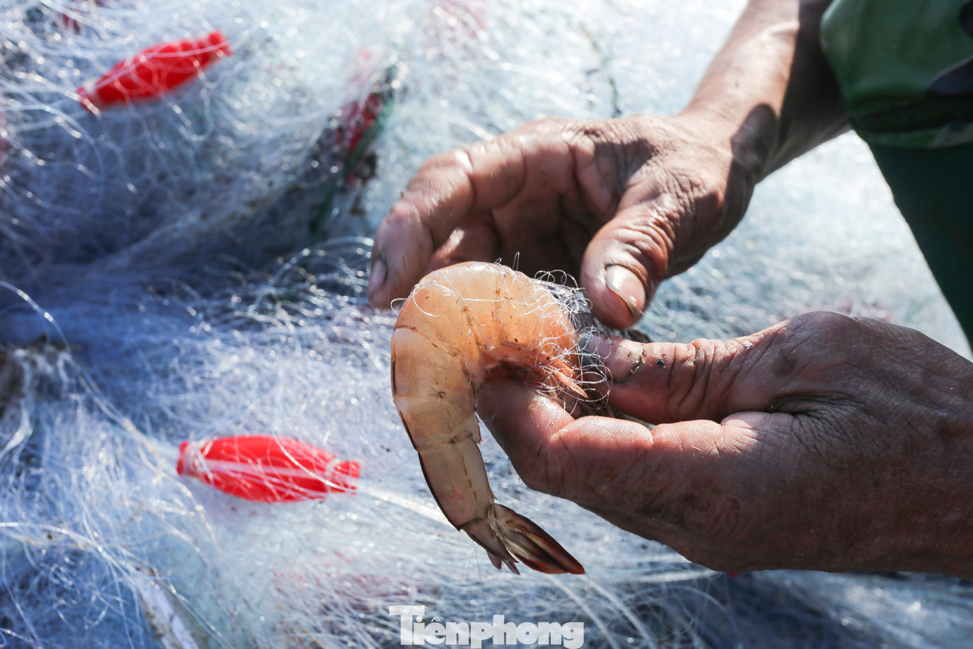 “Sau nhiều ngày mưa rét, tranh thủ trời hửng nắng, chúng tôi ra khơi từ đầu giờ chiều đến sáng hôm sau cũng thu được lượng lớn ghẹ. Ghẹ tươi ngon nên rất được giá, bình quân 80.000-250.0000 đồng/kg (tùy loại)”, ông Thắng (56 tuổi) cho hay.