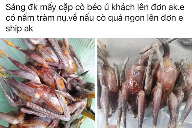 Một tài khoản Facebook đăng tải thông tin rao bán chim trời ở Hà Tĩnh.