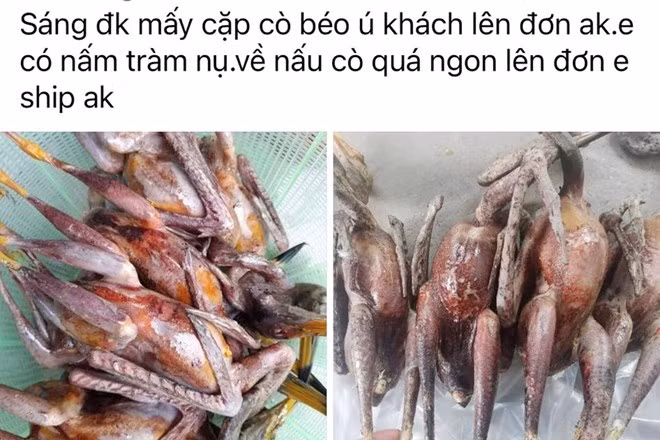 Một tài khoản Facebook đăng tải thông tin rao bán chim trời ở Hà Tĩnh.
