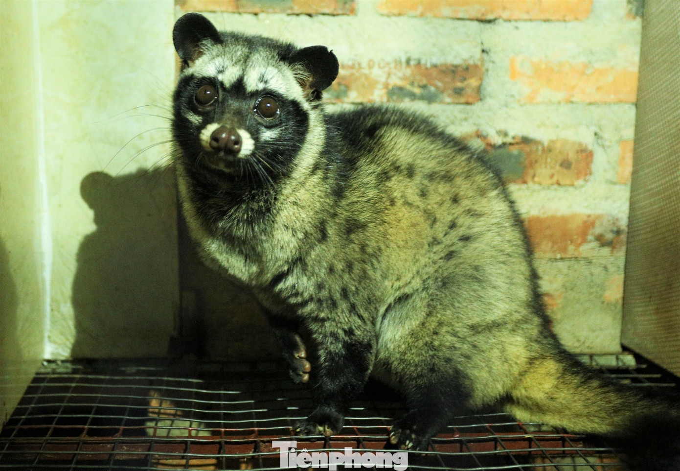 Chồn hương phát triển, thích nghi tốt. Chồn hương phát triển, thích nghi tốt.