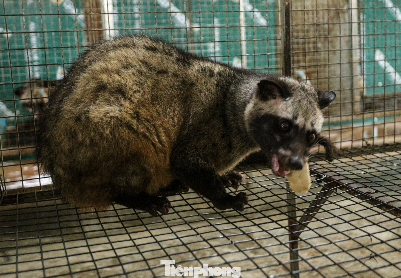 Chồn hương phát triển, thích nghi tốt. Chồn hương phát triển, thích nghi tốt.