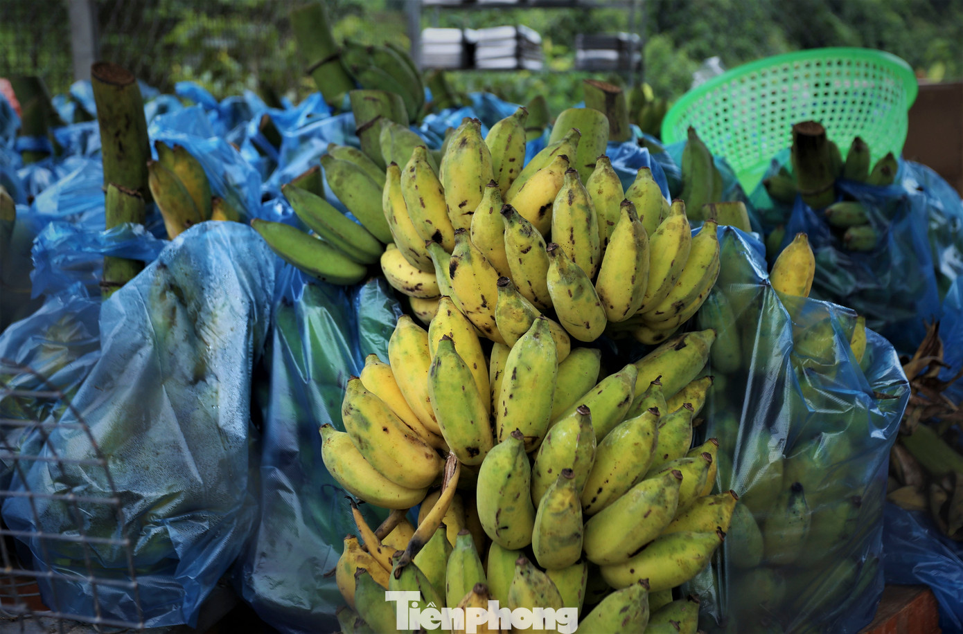 Chồn hương phát triển, thích nghi tốt. Chồn hương phát triển, thích nghi tốt.