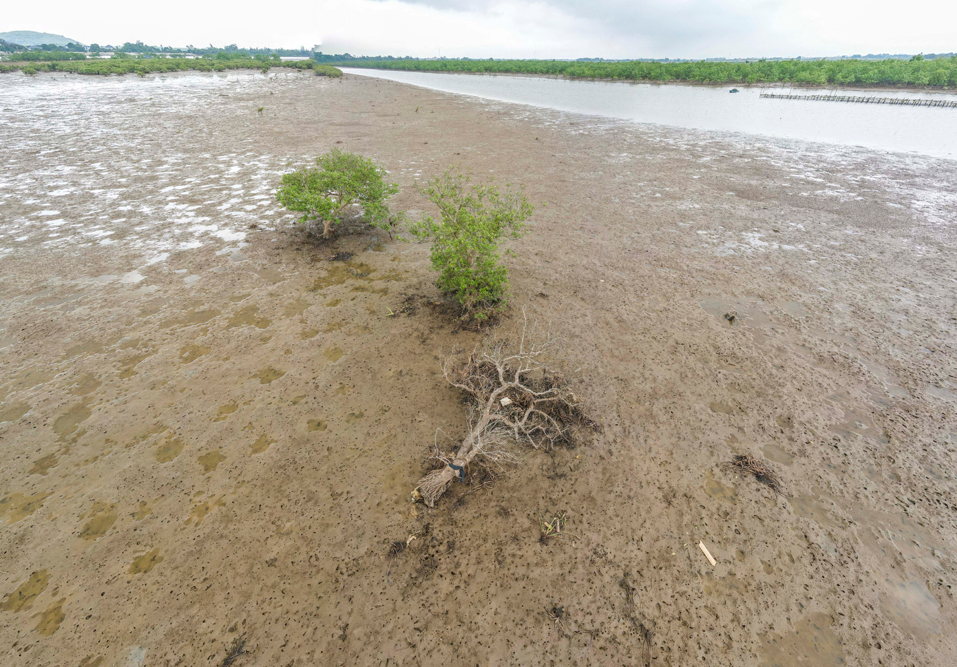 Cuối năm 2024, Sở Khoa học và Công nghệ Hà Tĩnh đã phối hợp với Trung tâm bảo tồn thiên nhiên và phát triển (CCD) cùng các chuyên gia về ngành nông nghiệp đã nghiên cứu, chỉ ra nguyên nhân gây hại rừng ngập mặn tại Hà Tĩnh và đề xuất các phương án phục hồi rừng.