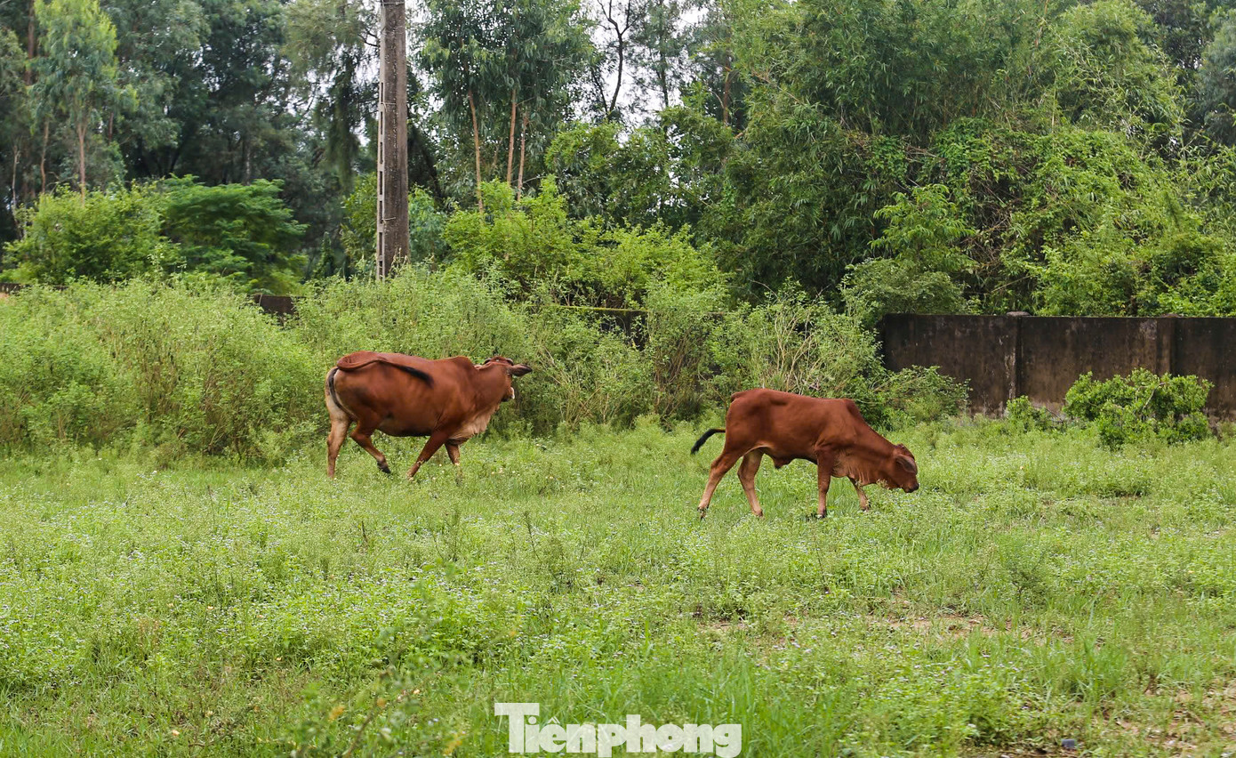 Khu đất của dự án bỏ hoang trở thành nơi chăn thả gia súc.