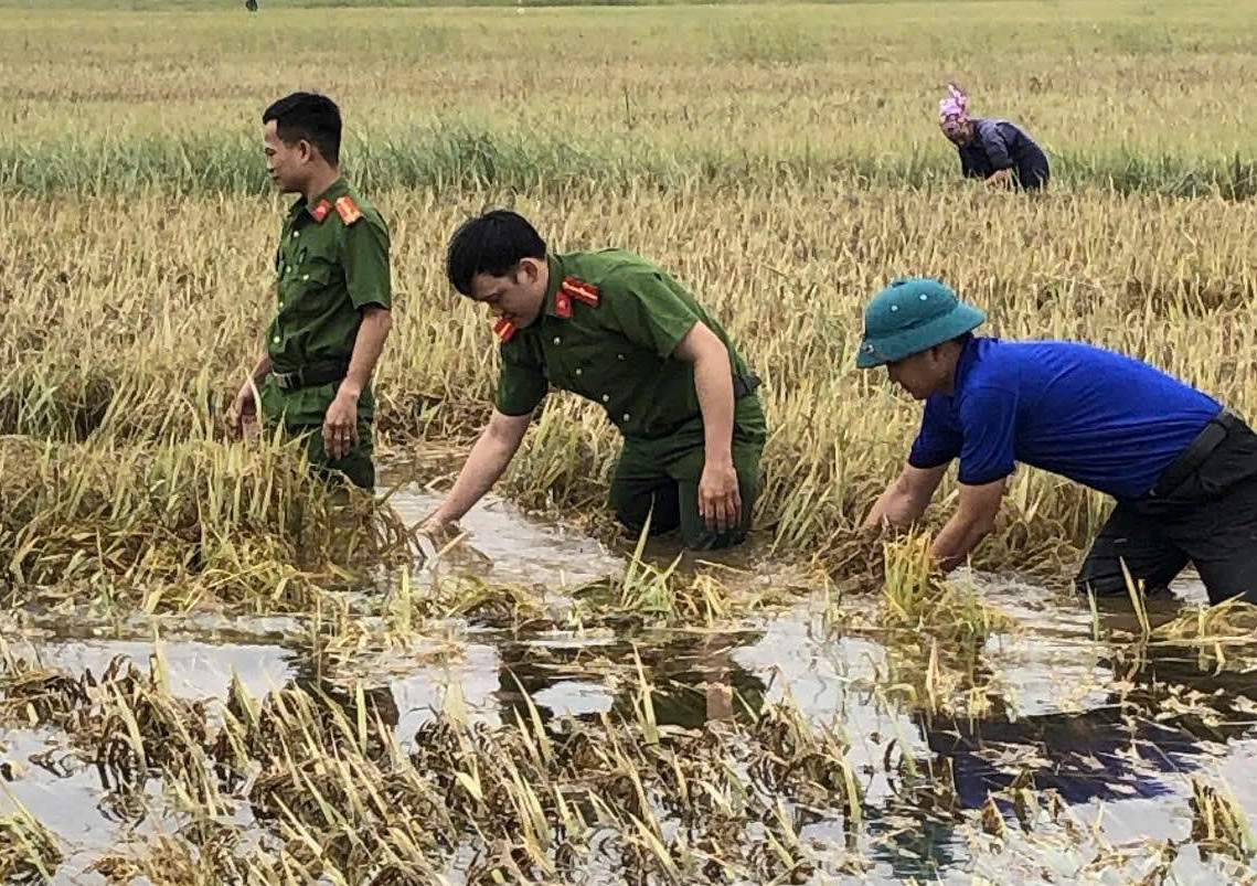 Đoàn thanh niên cùng các lực lượng khác cũng tham gia hỗ trợ người dân thu hoạch diện tích lúa bị ảnh hưởng do mưa lũ.