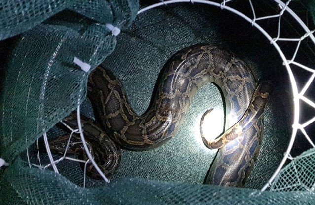 Cá thể trăn đất nặng 5kg được bàn giao.