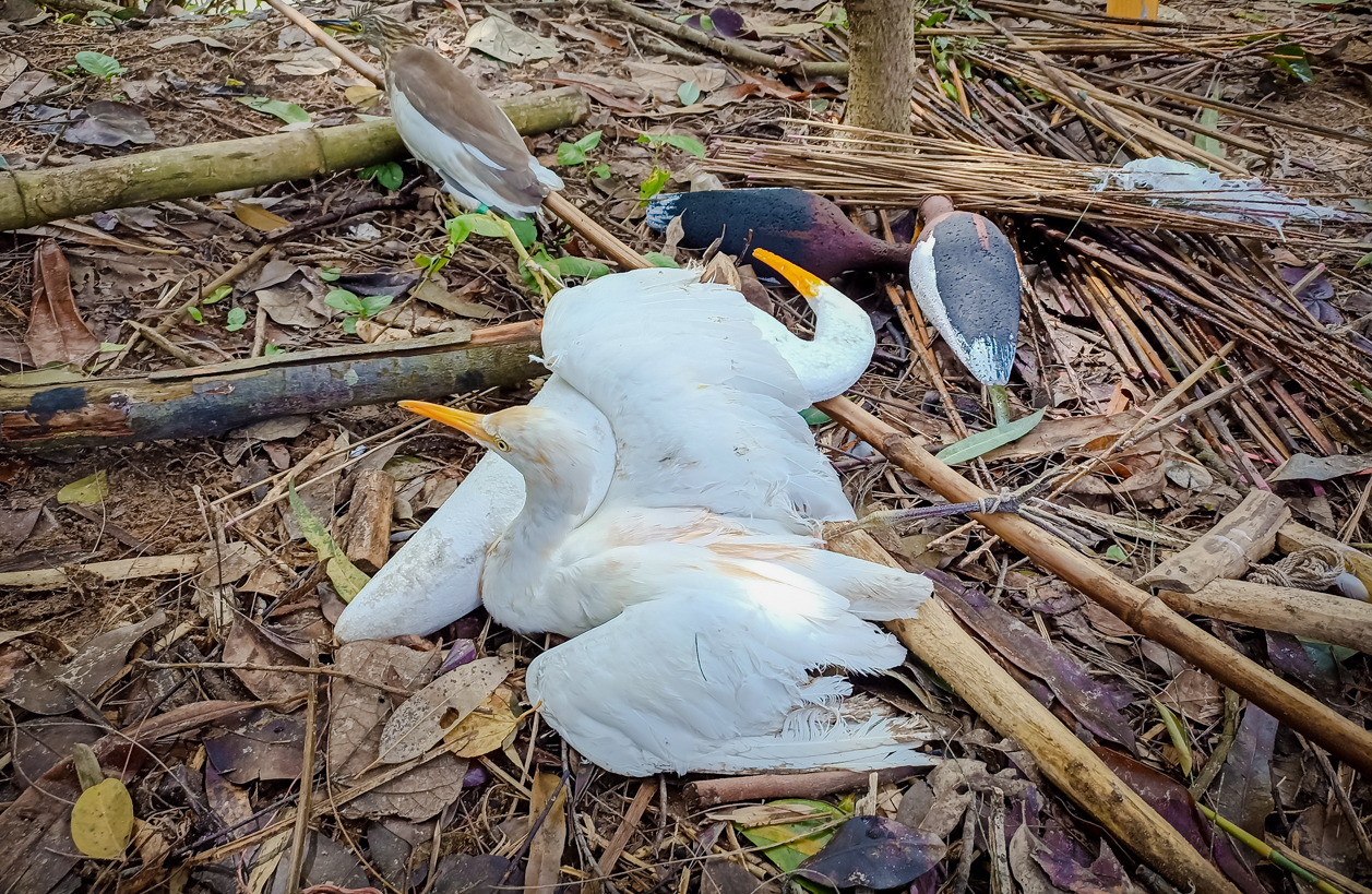 Lực lượng chức năng tháo dỡ các bẫy chim trời. Lực lượng chức năng tháo dỡ các bẫy chim trời.