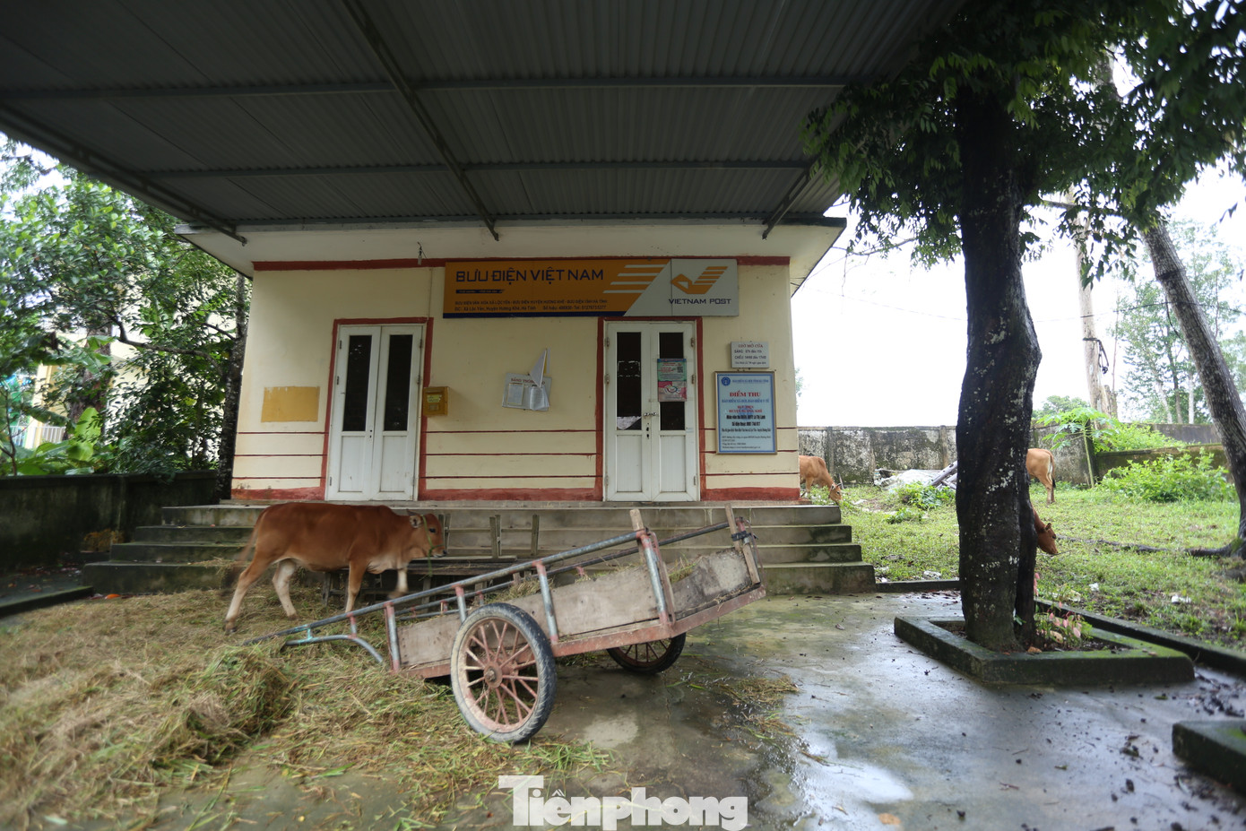 Toàn xã có 85ha cây ăn quả bị ngập; 800 con gia cầm bị chết; nhiều nhà văn hóa thôn bị ngập sâu và nhiều vị trí sạt lở.