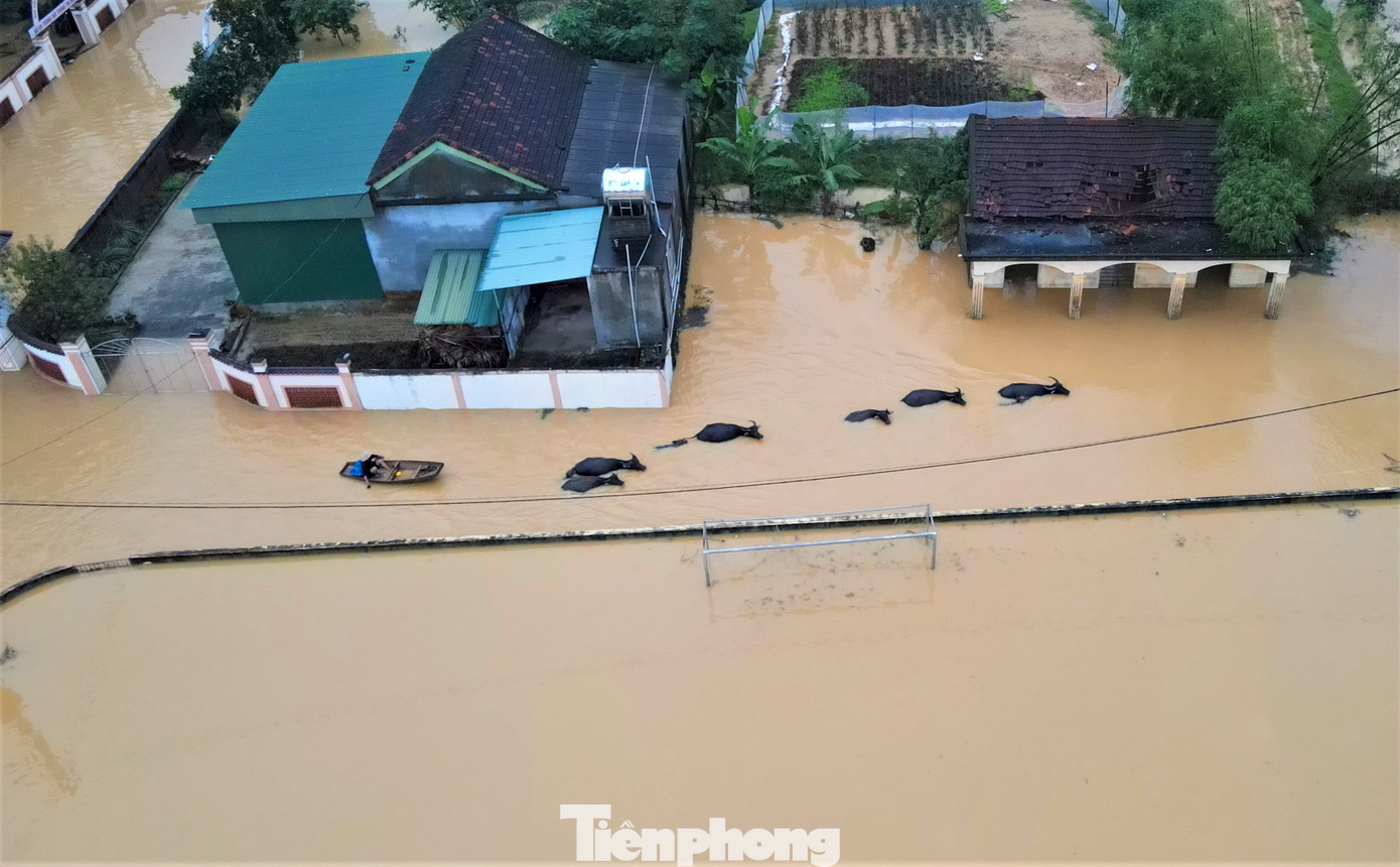 Người dân phải sử dụng thuyền, bè để di dời tài sản, trâu bò, máy móc đến vị trí cao tránh lũ.