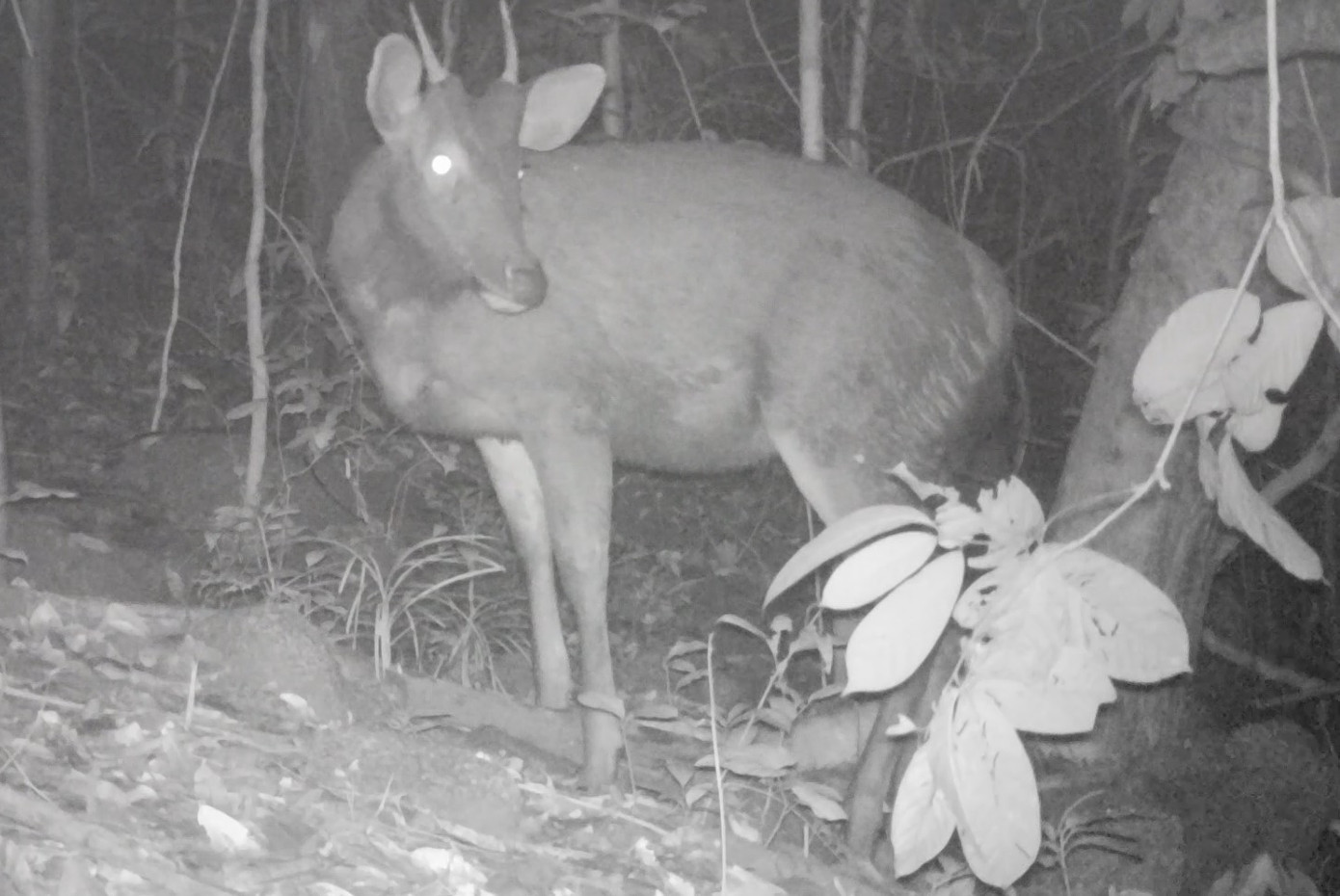 Nai trong Khu BTNT Kẻ Gỗ.
