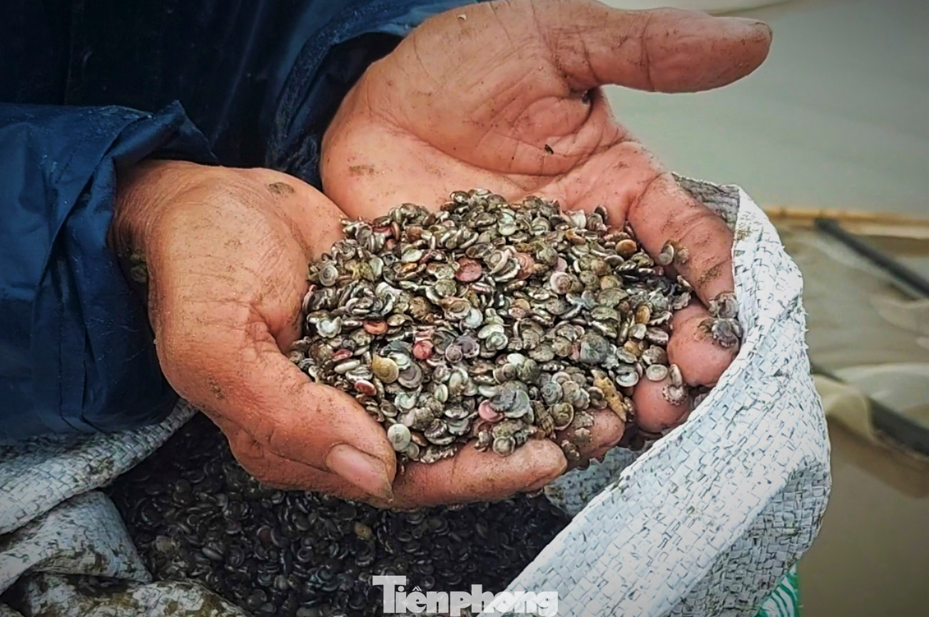 Theo người dân, ốc ruốc hay còn gọi là ốc chép, có kích cỡ nhỏ bằng hạt nút áo (khuy áo) với vỏ có nhiều màu sắc sặc sỡ... Ốc ruốc sống gần bờ biển và thường tụ lại thành từng đám, có lúc nổi dật dờ theo con sóng biển ven bờ, có lúc nằm dày đặc ngay bờ biển. Sau đợt mưa lũ vừa qua, số lượng ốc ruốc tấp vào bờ biển nhiều, nhiều bãi có mật độ rất dày nên dễ cào bắt.