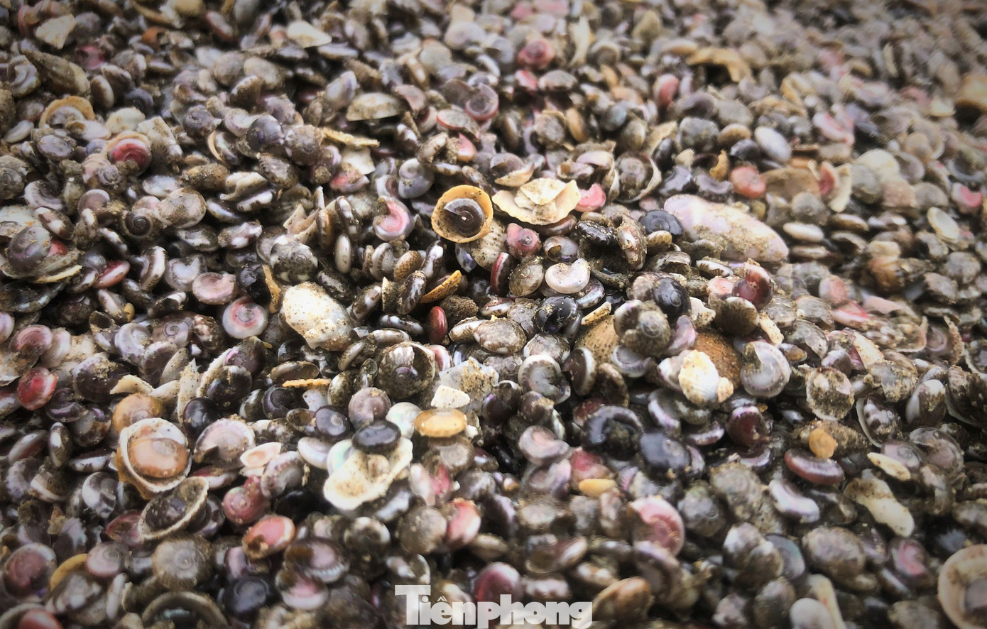 Theo người dân, ốc ruốc hay còn gọi là ốc chép, có kích cỡ nhỏ bằng hạt nút áo (khuy áo) với vỏ có nhiều màu sắc sặc sỡ... Ốc ruốc sống gần bờ biển và thường tụ lại thành từng đám, có lúc nổi dật dờ theo con sóng biển ven bờ, có lúc nằm dày đặc ngay bờ biển. Sau đợt mưa lũ vừa qua, số lượng ốc ruốc tấp vào bờ biển nhiều, nhiều bãi có mật độ rất dày nên dễ cào bắt.
