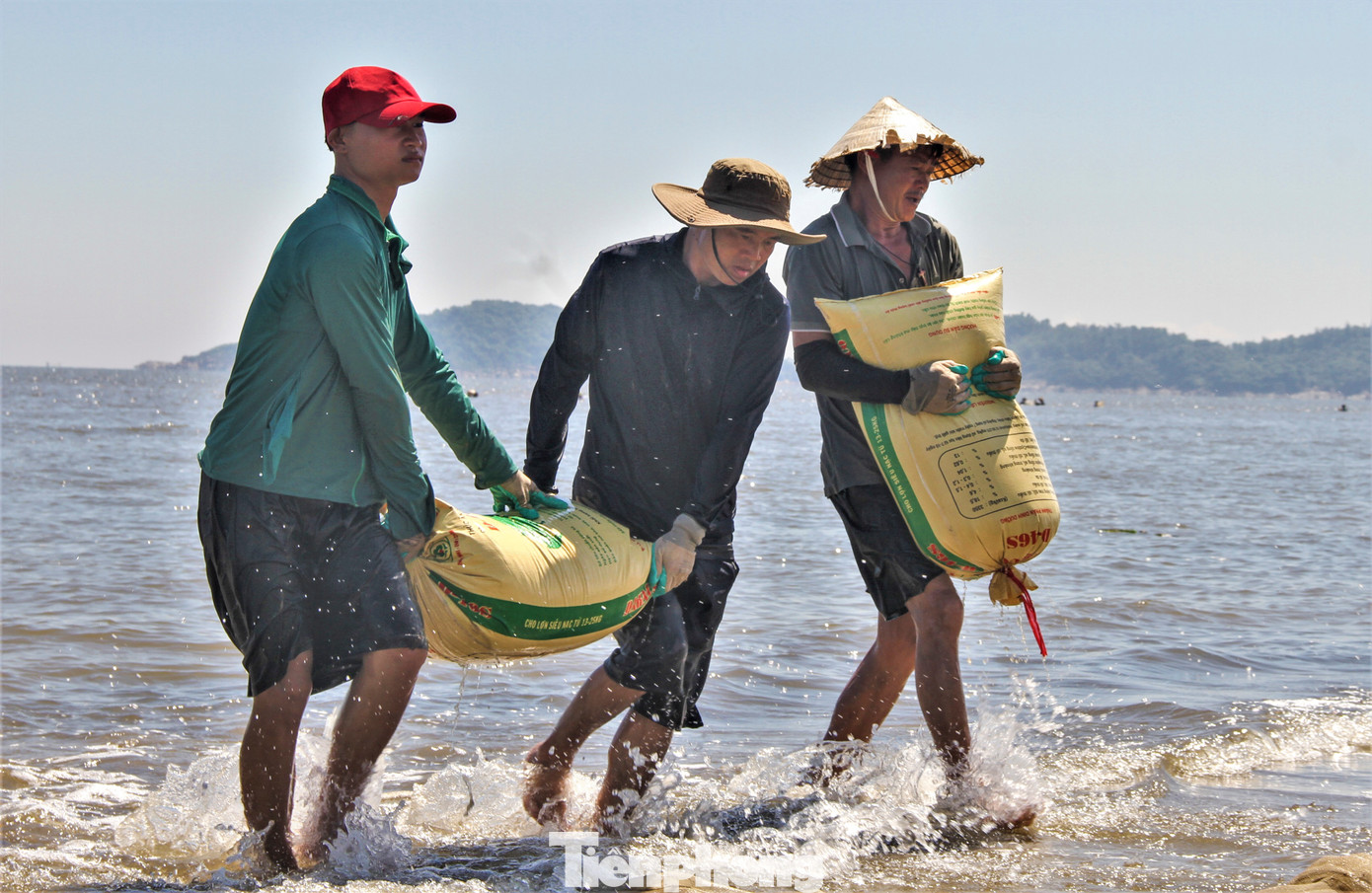 Lúc này những người trên bờ sẽ đóng vào bao tải, đưa lên xe đến nơi tập kết, bán cho thương lái.