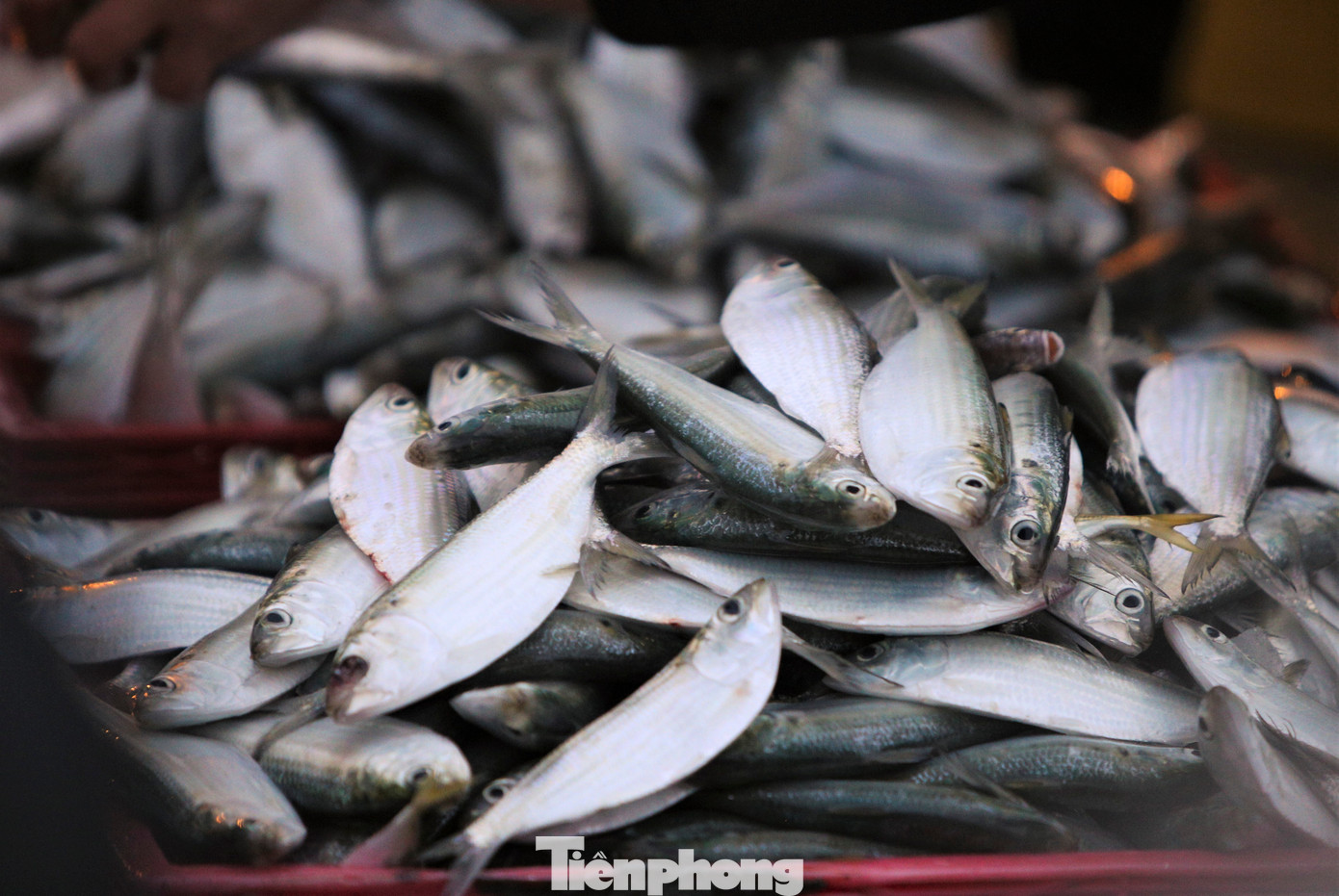 Lãnh đạo Ban Quản lý các Cảng cá Hà Tĩnh cho biết, tất cả các tàu thuyền vào tránh trú mưa bão đều đã xuất bến. Đội tàu đánh bắt ở vùng gần bờ (đi biển 1 - 2 ngày/chuyến) sau khi ra khơi đã mang hàng chục tấn ghẹ, cá, tôm, ốc vào bờ bán cho thương lái.