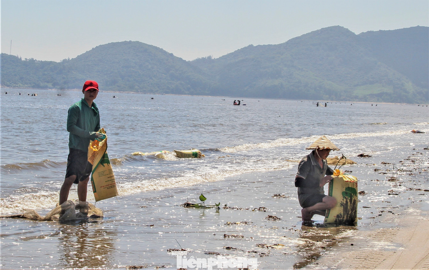 Người dân cho biết sau đợt mưa lớn do áp thấp nhiệt đới, biển động, sóng lớn khiến hàng chục tấn ốc ruốc cùng các loài nhuyễn thể bị đánh dạt vào bờ. Hiện tượng này không có gì lạ và từng xuất hiện nhiều sau các đợt mưa lớn, bão.