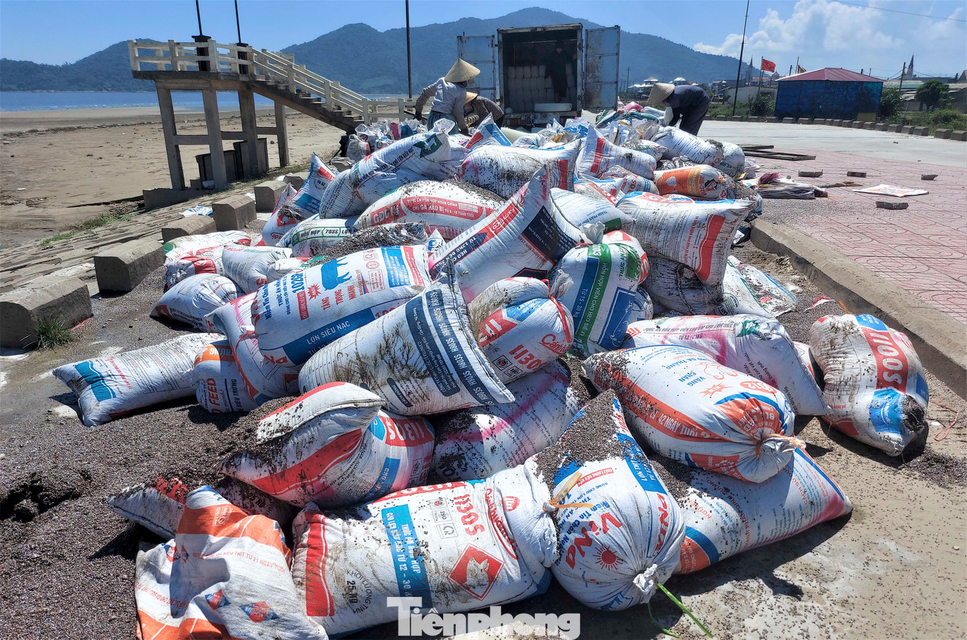 "Ốc ruốc được các thương lái thu gom, tập kết lên 6-8 thùng xe container rồi vận chuyển đi vào miền Nam tiêu thụ, để nghiền làm thức ăn nuôi thủy hải sản. Hiện, giá mỗi bao tải ốc ruốc được bán tại khu vực bờ biển của địa phương dao động khoảng từ 60.000-80.000 đồng, bình quân mỗi người một ngày thu nhập khoảng 500.000 đồng, nhiều người thu nhập lên đến hàng triệu đồng”, vị lãnh đạo địa phương thông tin.