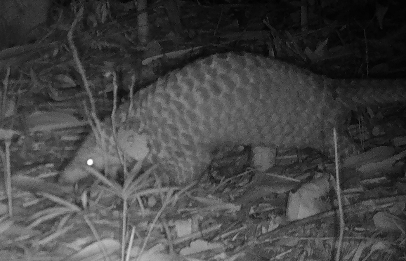 Tại Khu BTTN Kẻ Gỗ đã ghi nhận được 23 loài chim có nguy cơ tuyệt chủng thuộc 13 họ và 9 bộ. Động vật trong khu bảo tồn phân bố không tập trung, thường gặp phân tán ở một số vùng nhất định. Các loài thú chủ yếu phân bố vùng cao, xa trong rừng tự nhiên, gần nguồn nước.