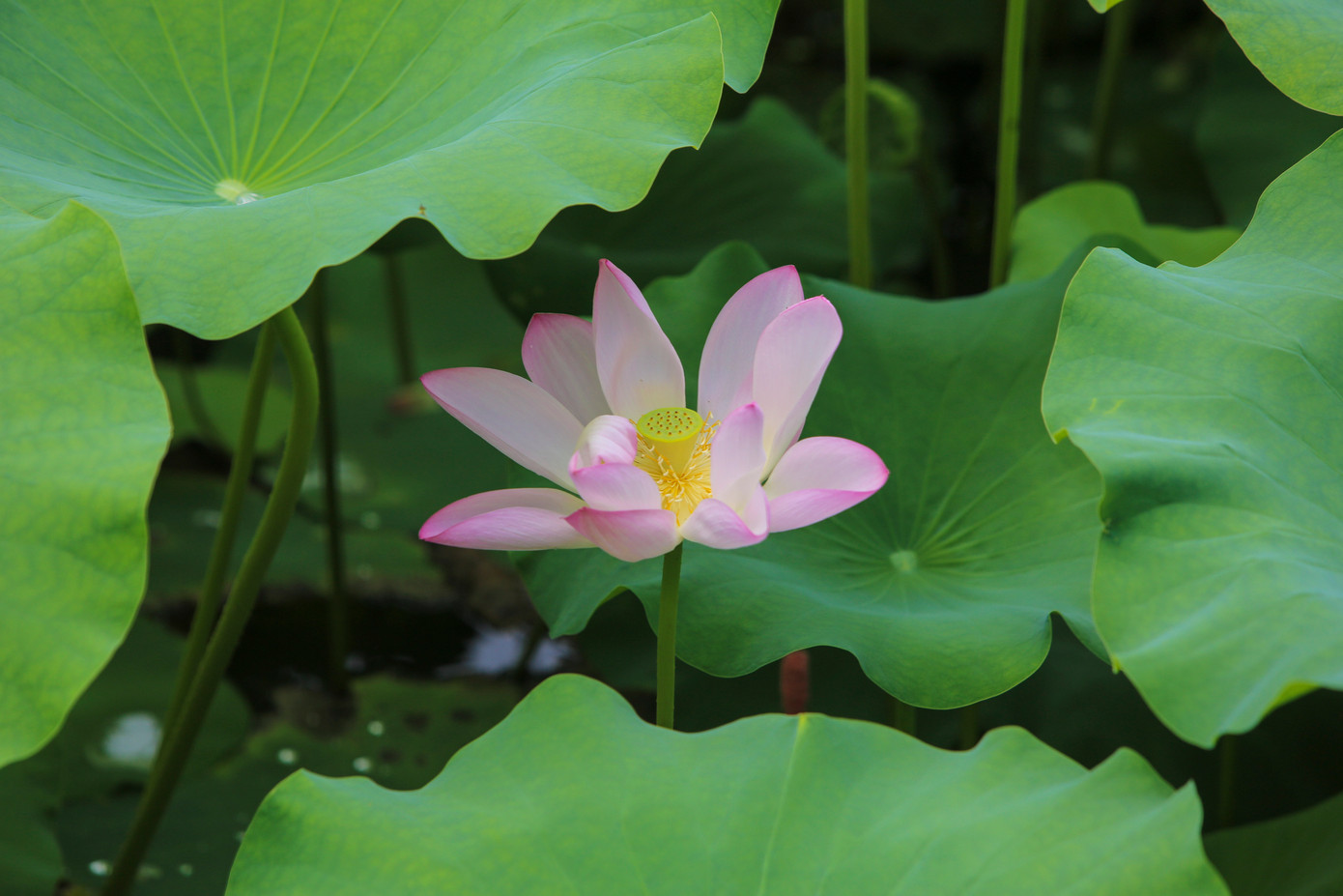 “Người dân rất mong muốn việc phát triển du lịch sinh thái từ các đầm sen được thực hiện rộng rãi, để phát huy tiềm năng du lịch địa phương và giúp người dân có thêm công ăn việc làm, thu nhập từ chính các sản phẩm, công sức của mình”, ông Hạnh bày tỏ. Trong ảnh, sen cho ra nhiều sản phẩm giúp nông dân có thêm thu nhập.