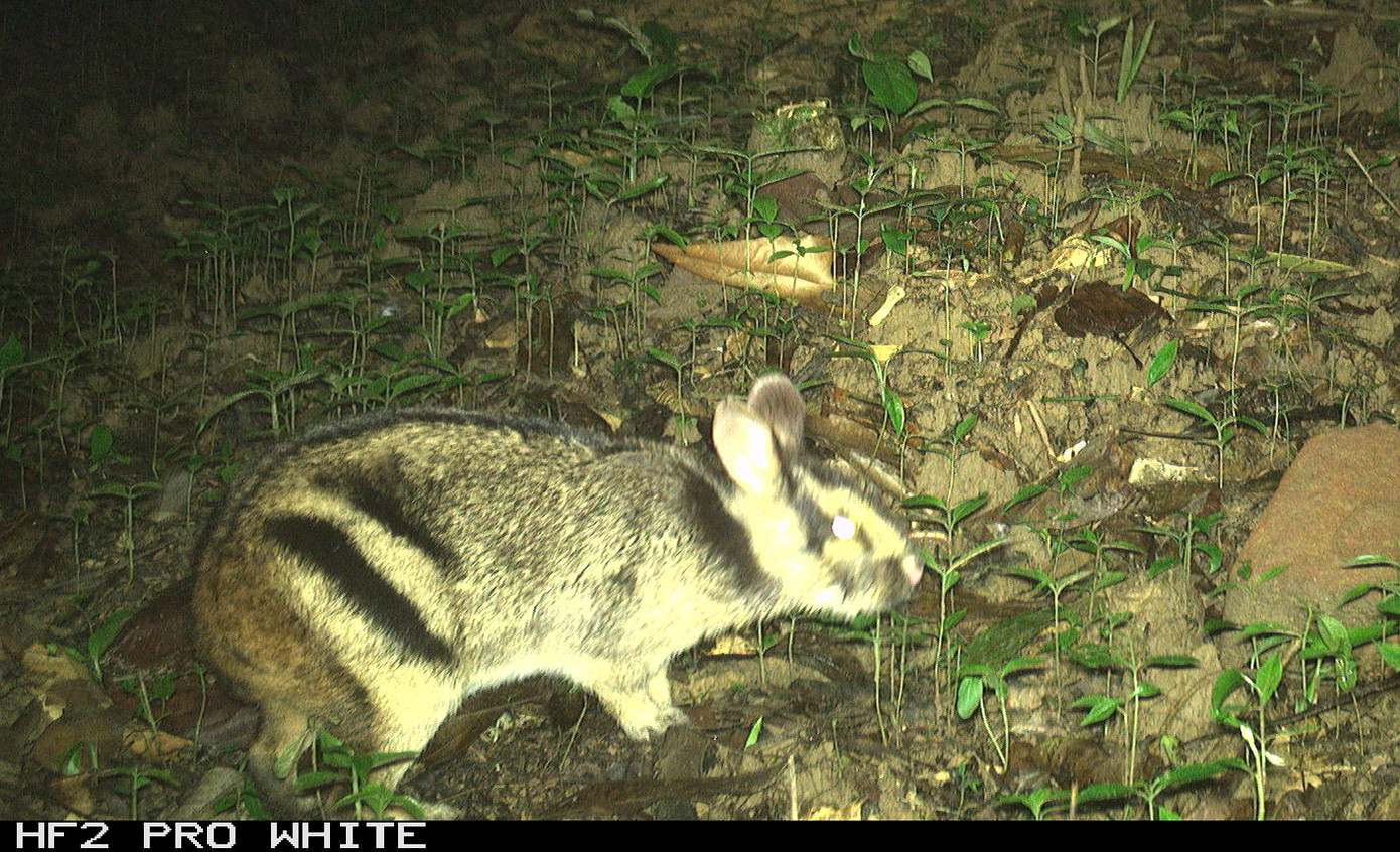 Thỏ vằn Trường Sơn là loài đặc hữu, chỉ có ở vùng dãy Trường Sơn, khu vực biên giới Việt - Lào. Thỏ vằn được cho là một trong những loài thú cổ còn sót lại, hiện được ghi nhận tại nhiều tại VQG Vũ Quang.